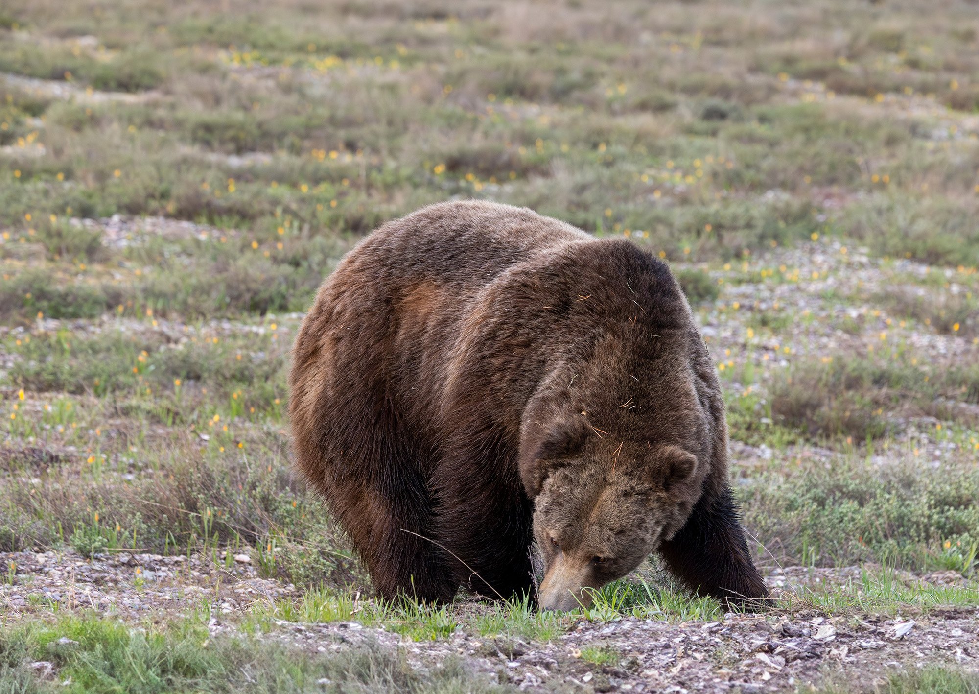 grizzly bear feeds on spring growth in Wyoming