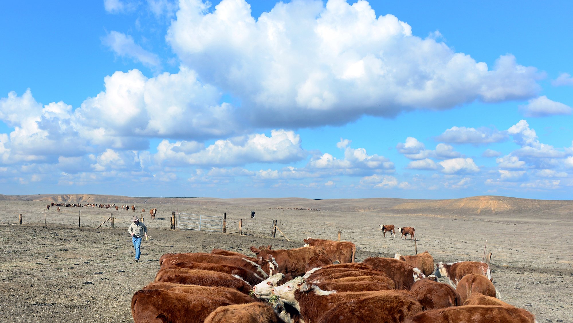 A california rancher drops off hay for cattle.