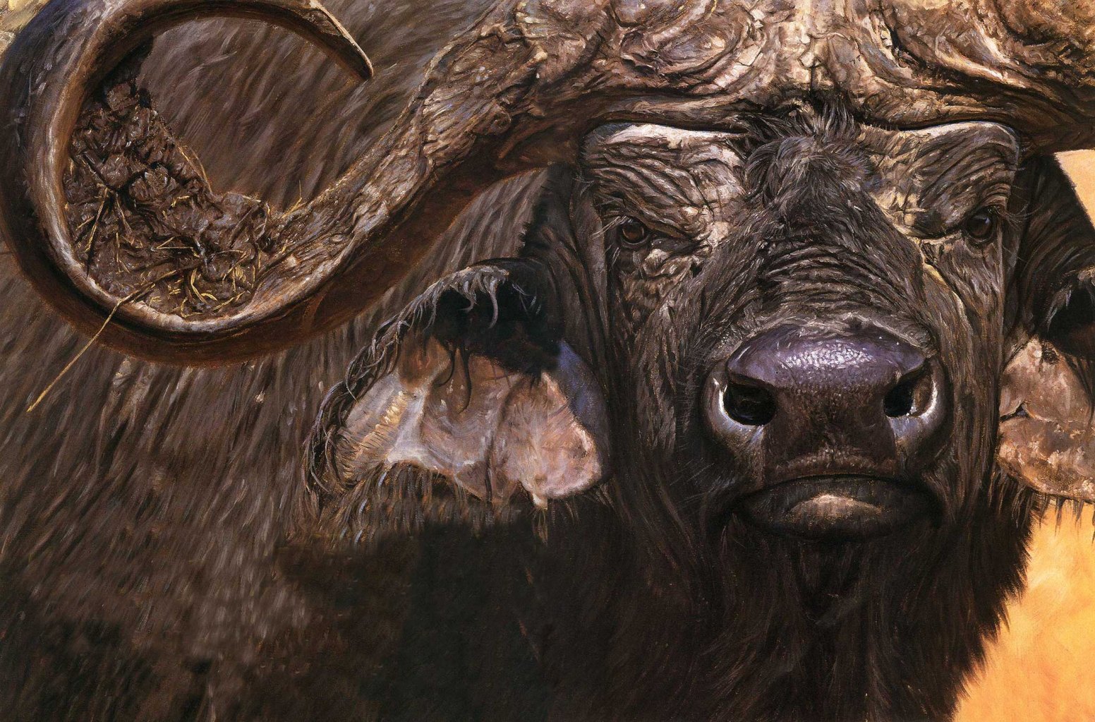 cape buffalo illustration