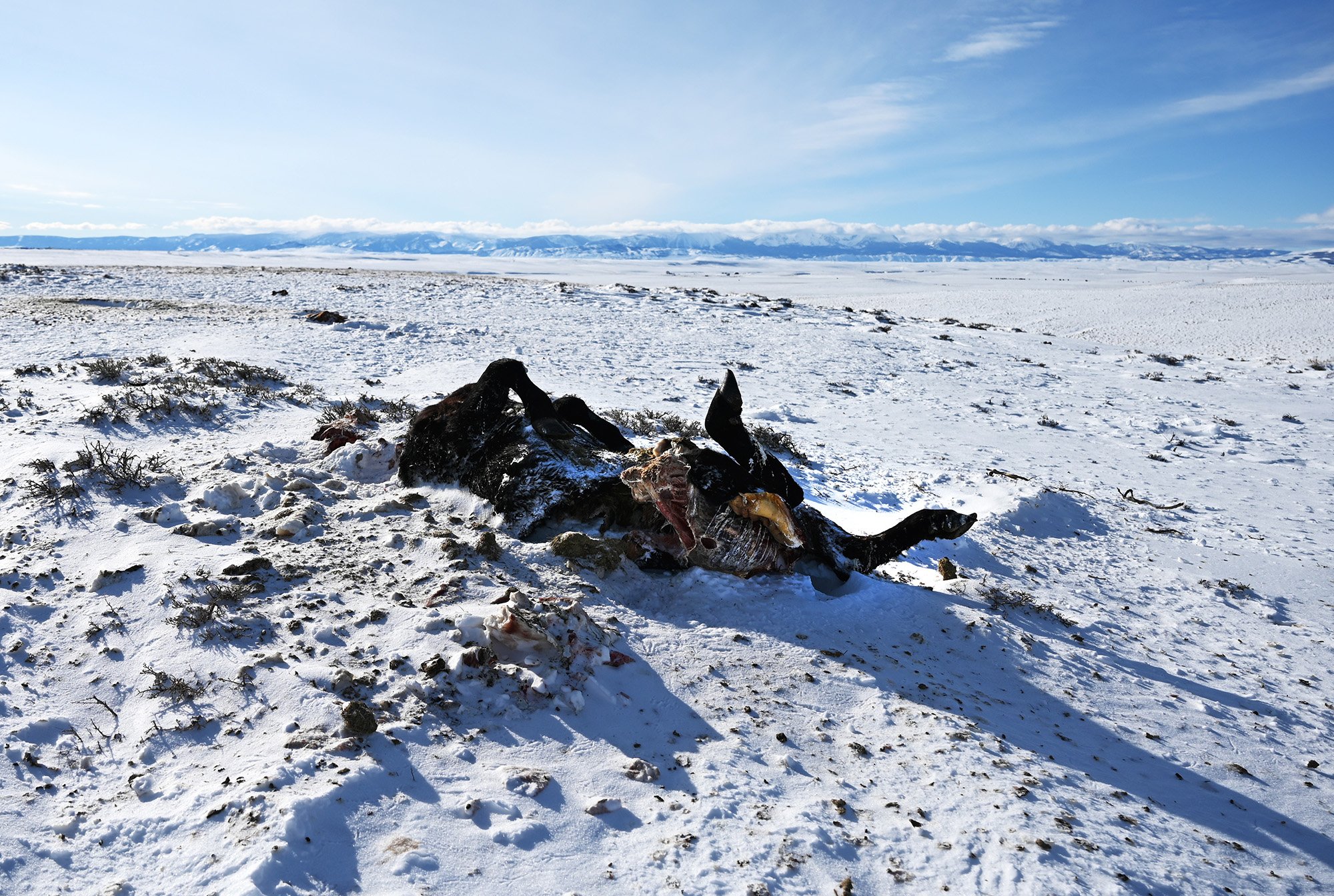 The carcass of a heifer that was killed by a wolf lies in a field at Don and Kim Gittleston"u2019s ranch on January 25, 2022 near Walden, Colorado. The ranchers have lost three cows to wolves according to Don. Don recently moved the carcass away from the rest of their herd hoping the wolves will eat it and stay away from the other cattle. (Photo by RJ Sangosti/MediaNews Group/The Denver Post via Getty Images)