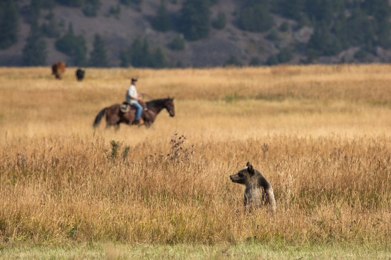 A young grizzly on cattle range with a cowboy on horseback.