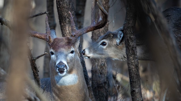 A young buck sniffs an older buck.