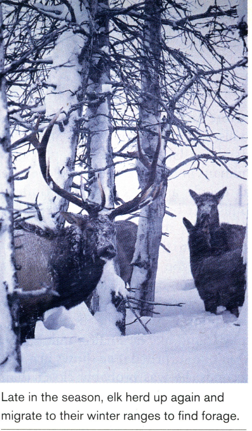 elk hunting late season