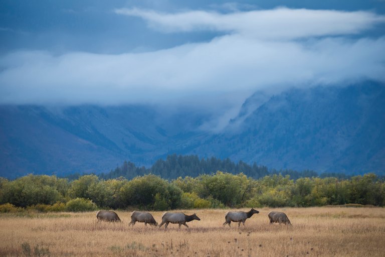 A herd of elk