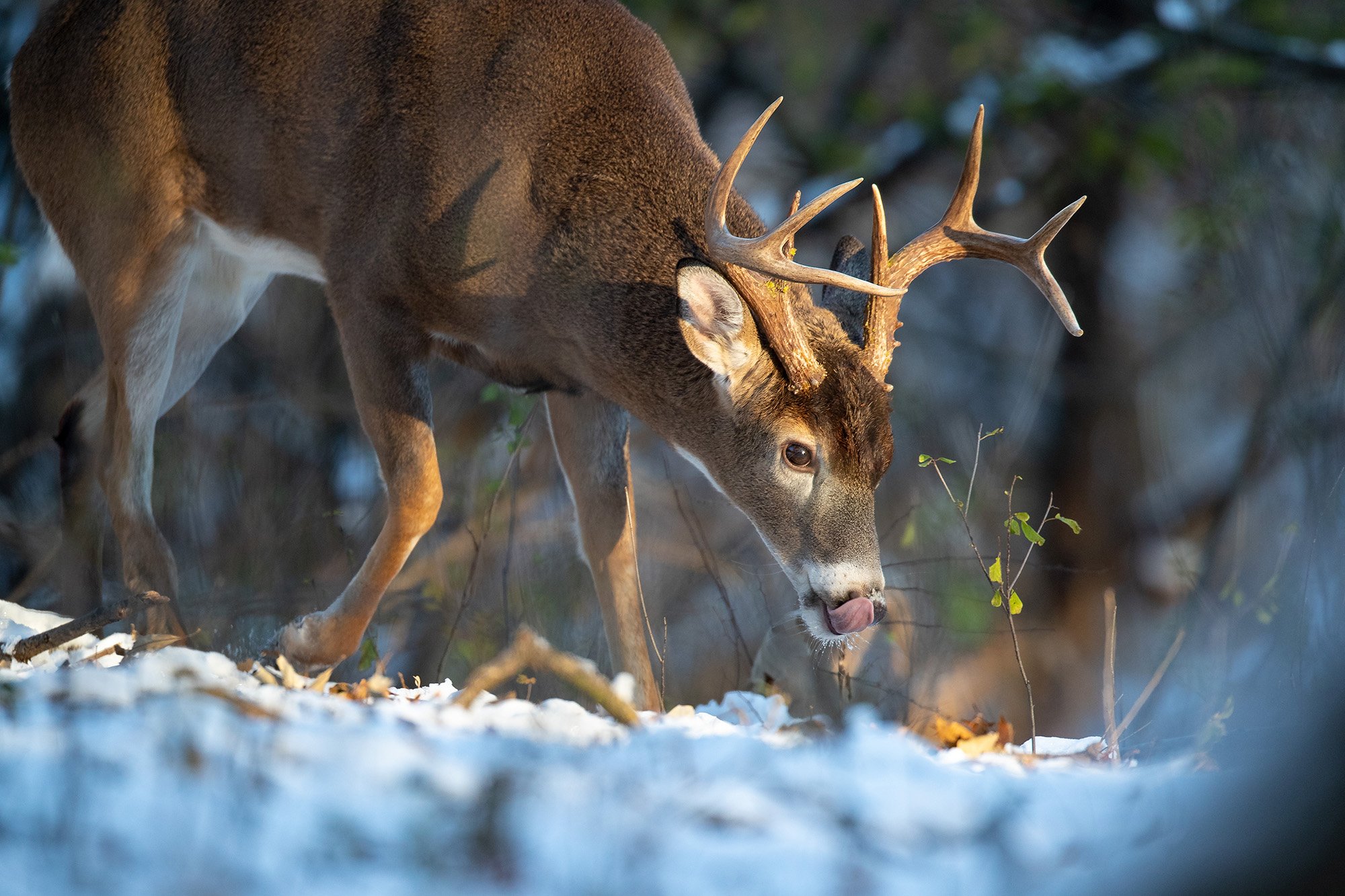 A whitetail deer licks his nose in the snow.