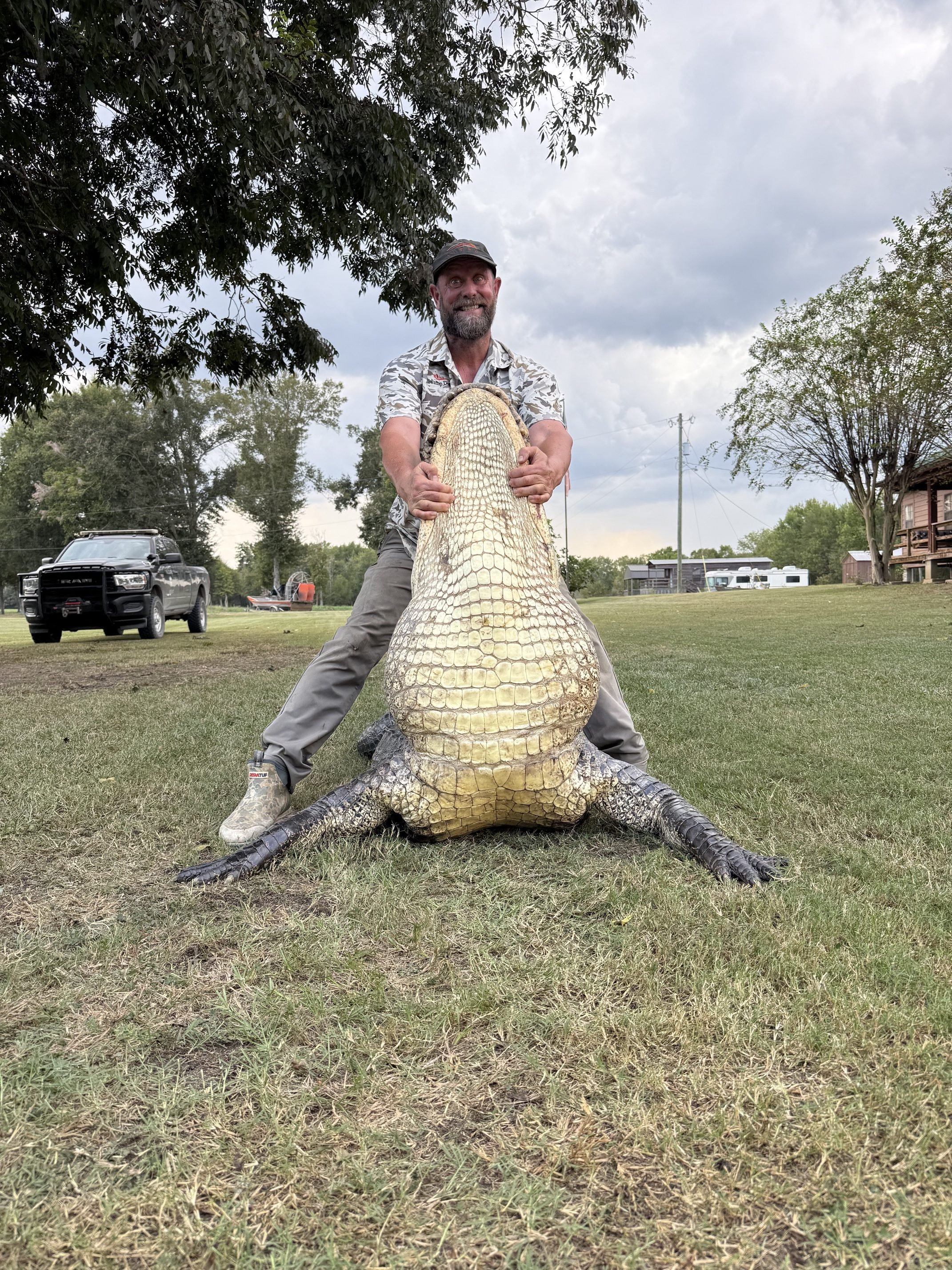 louisiana alligator