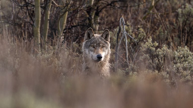 A lone gray wolf in the Wyoming brush.