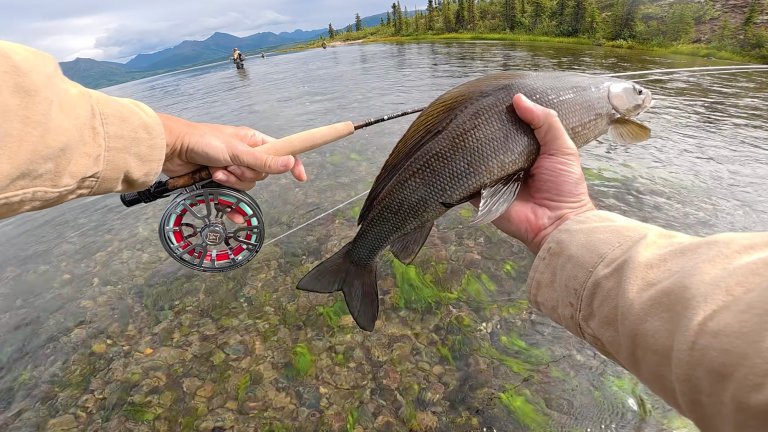 A grayling caught along ground zero for the Ambler Road industrial corridor.