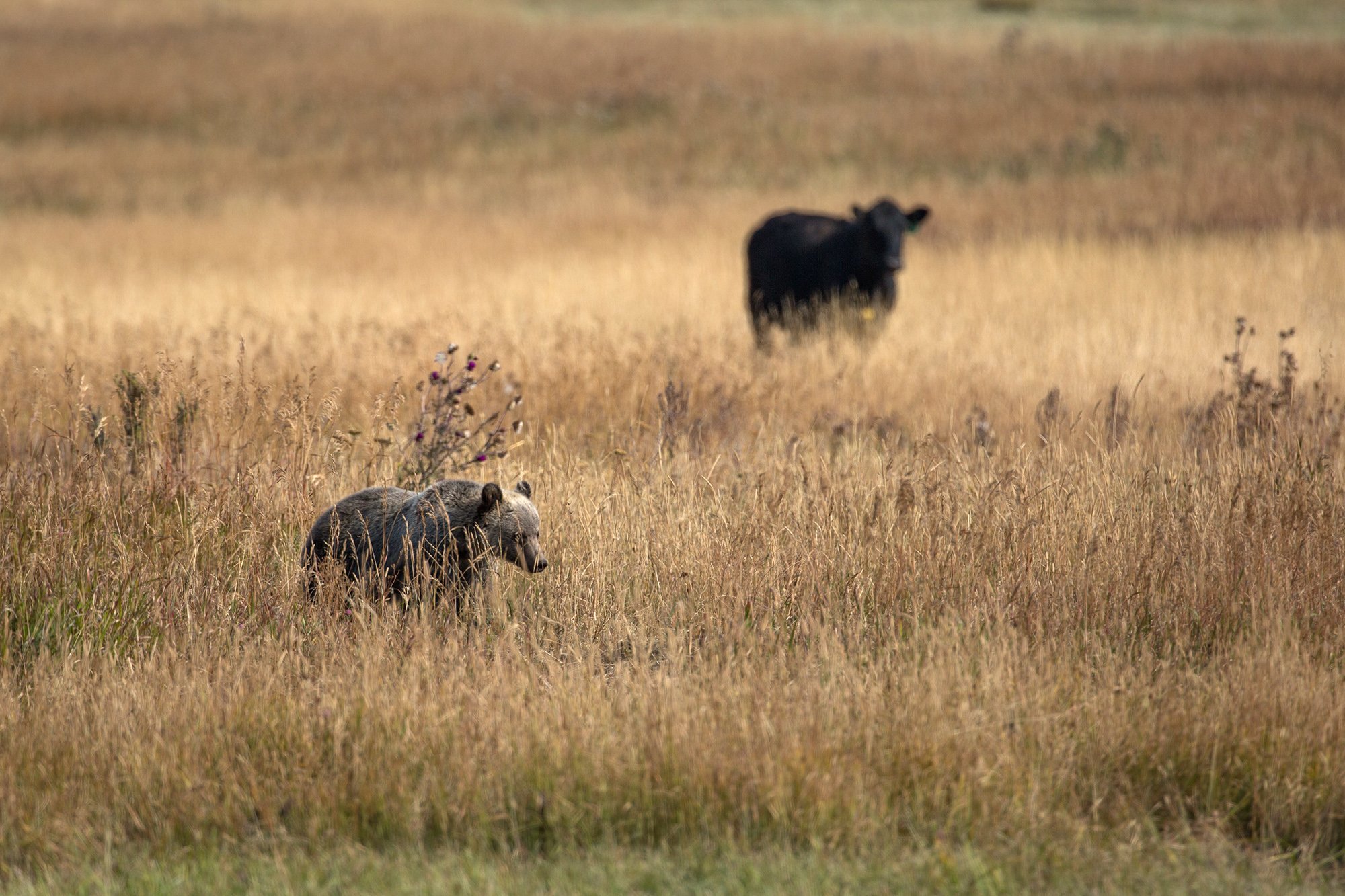 A cow watches a grizzly bear in Montana.