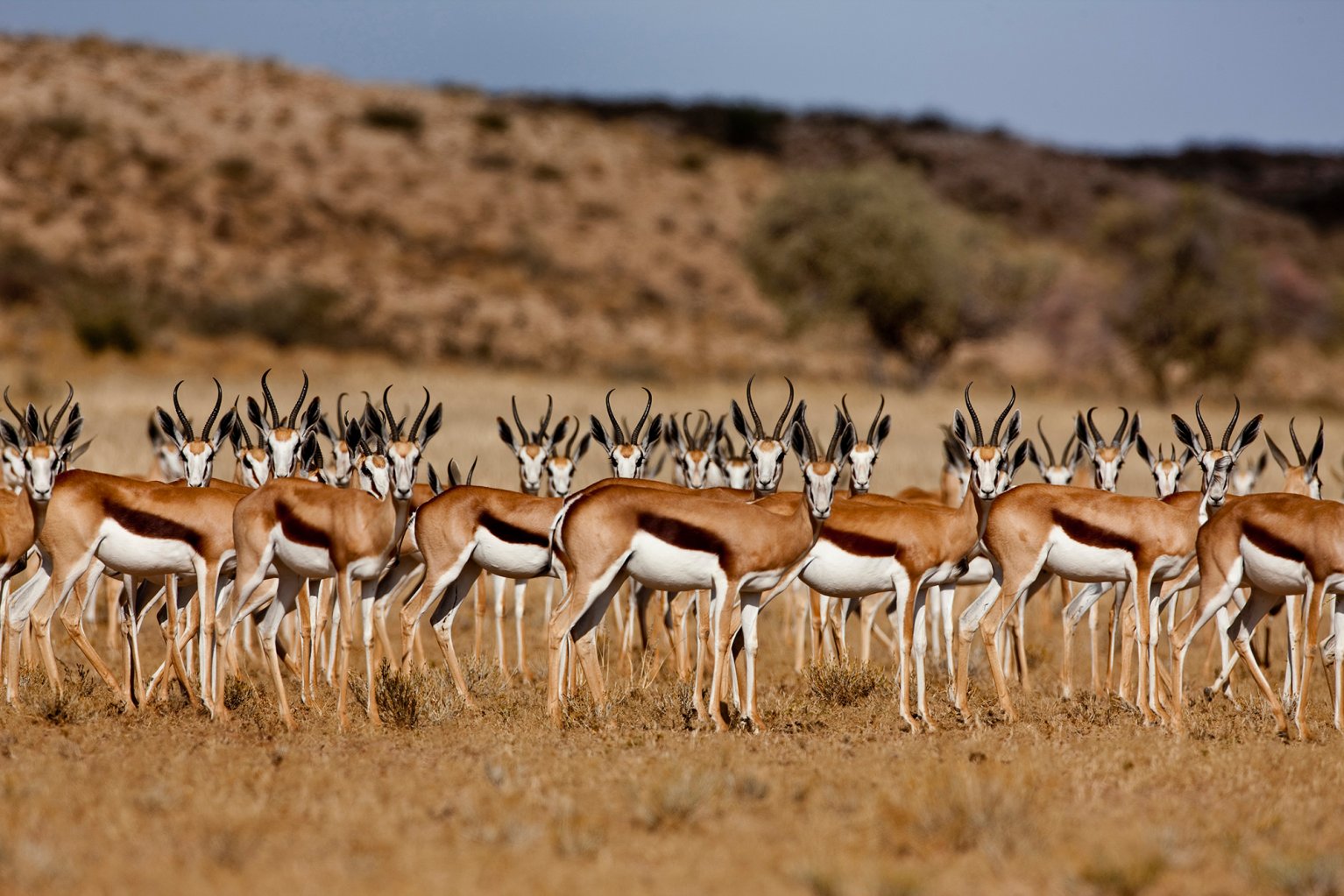 springbok in namibia