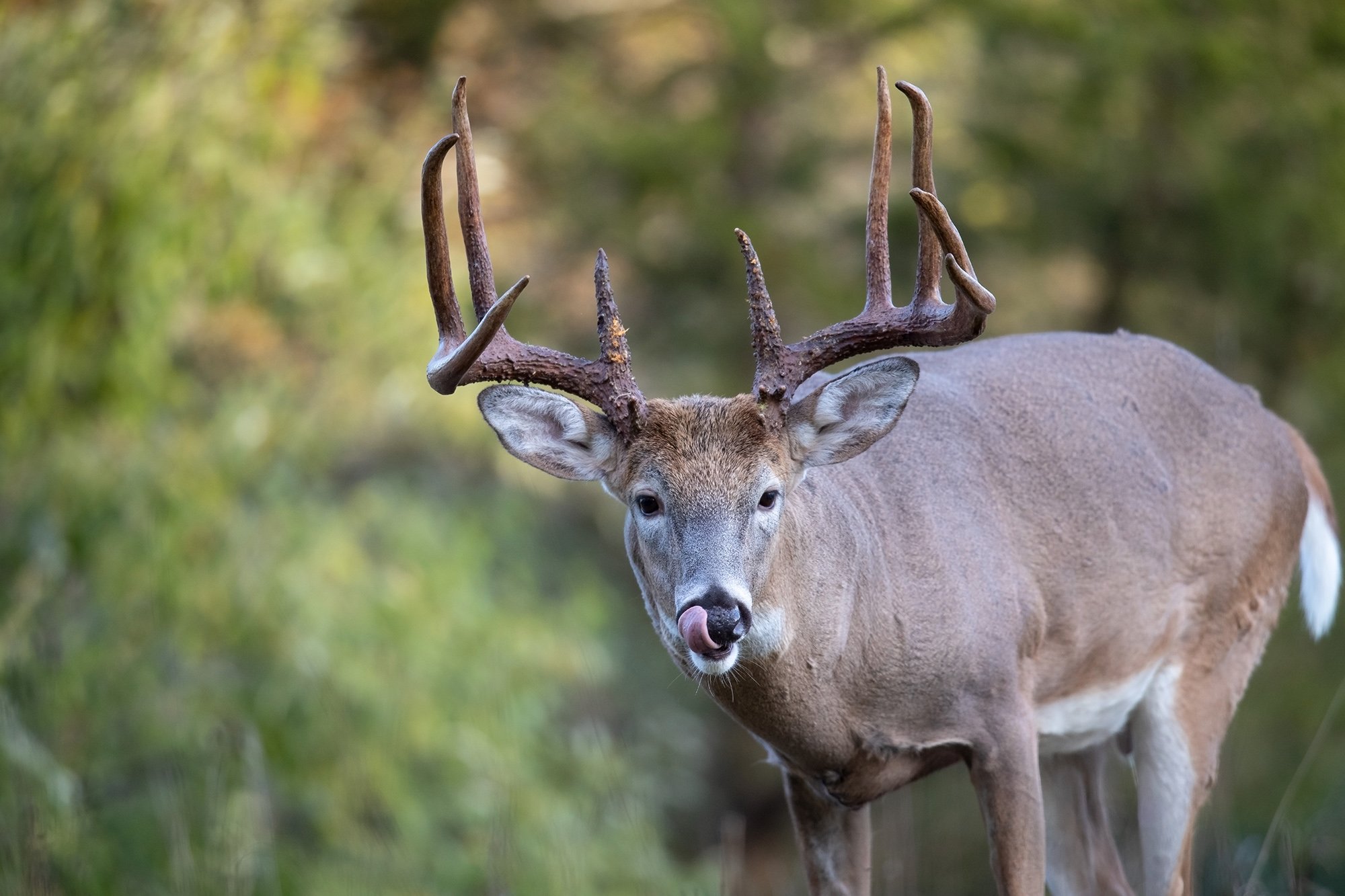 A buck licks his nose.
