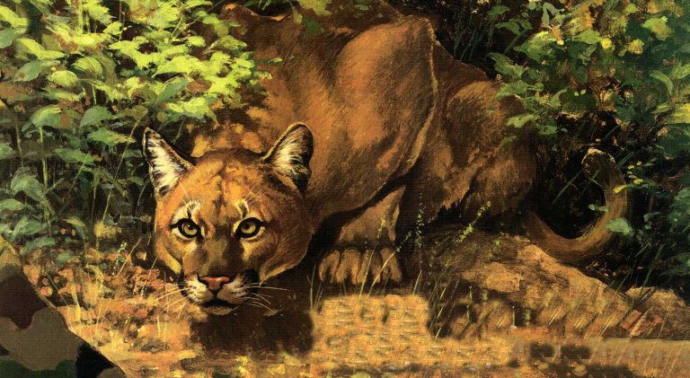 mountain lion in the bushes