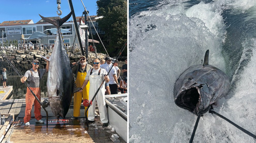 ‘The Fish Was Too Big.’ Maine Fishermen Win $55K After Catching This Enormous Bluefin Tuna