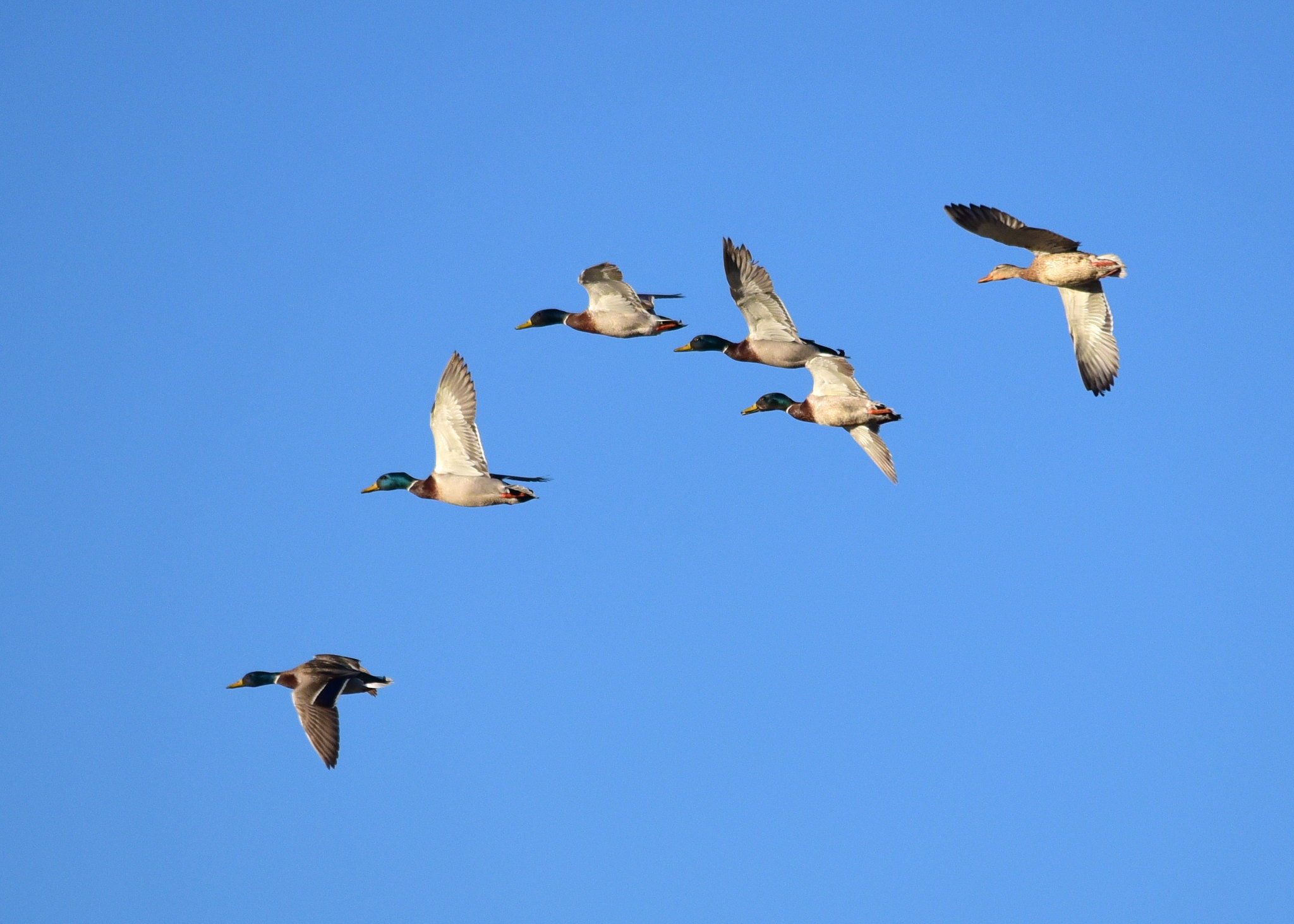 mallards flying