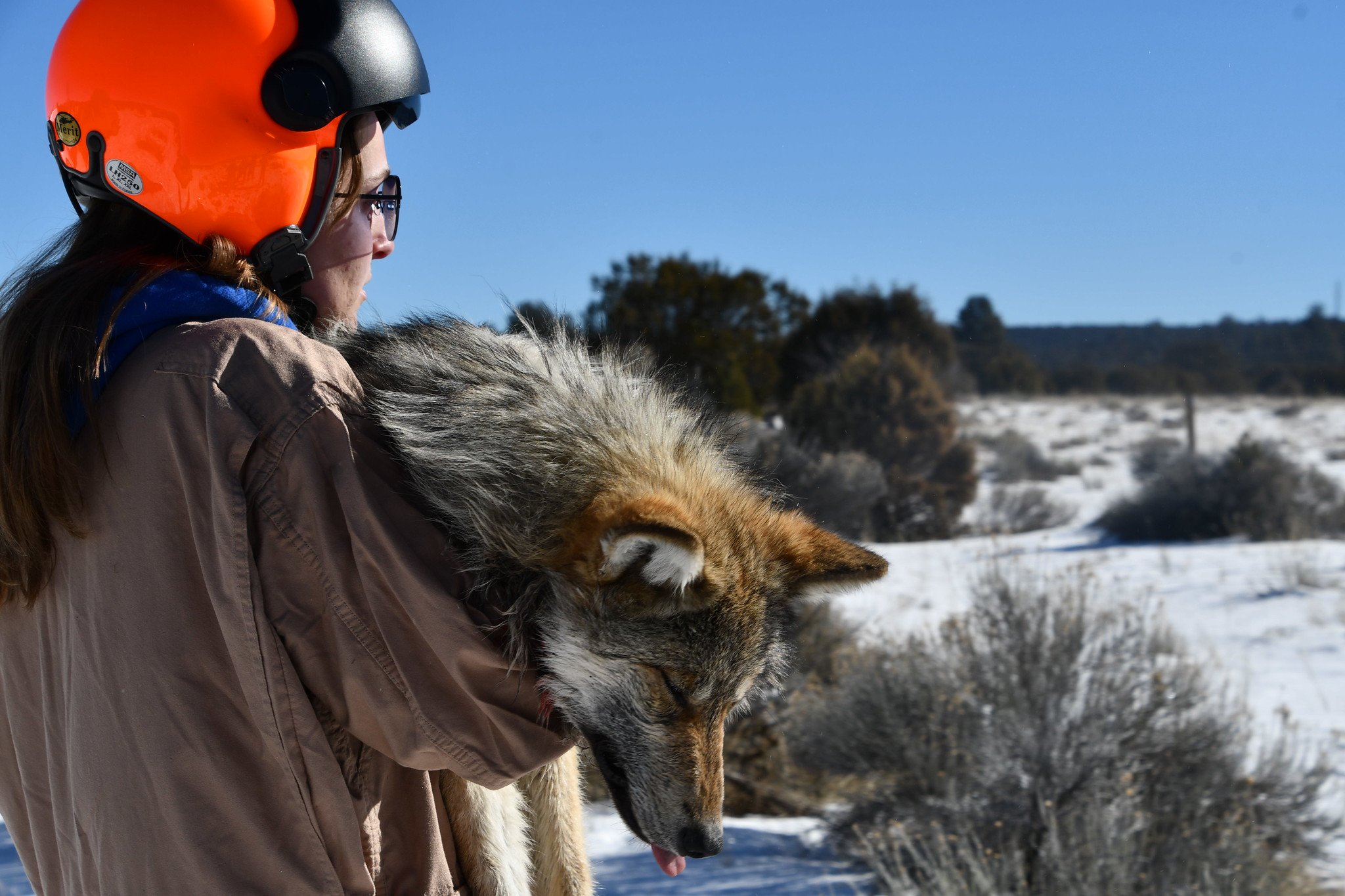 A woman carries a sedated Mexican wolf.