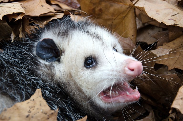 A large Virginai opossum bedded down in leaves and showing its teeth