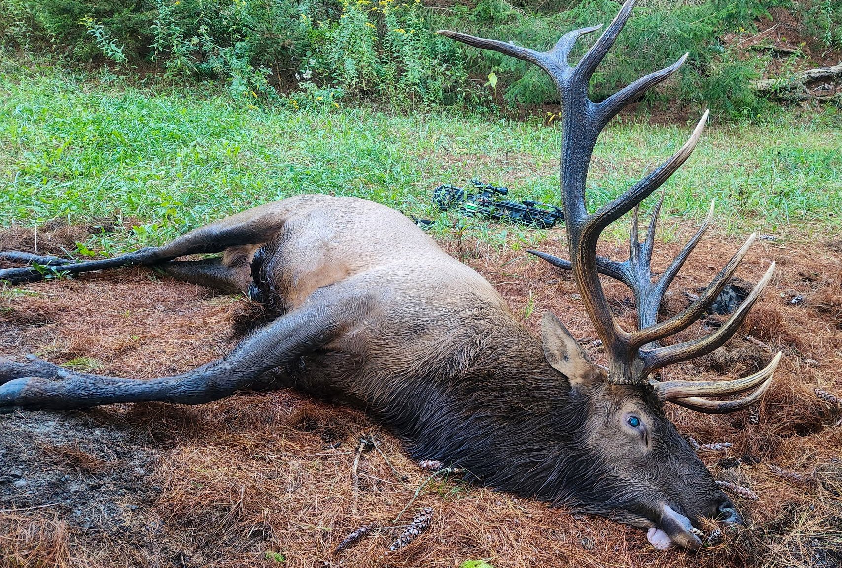 A record bull elk lying on the ground in PA.