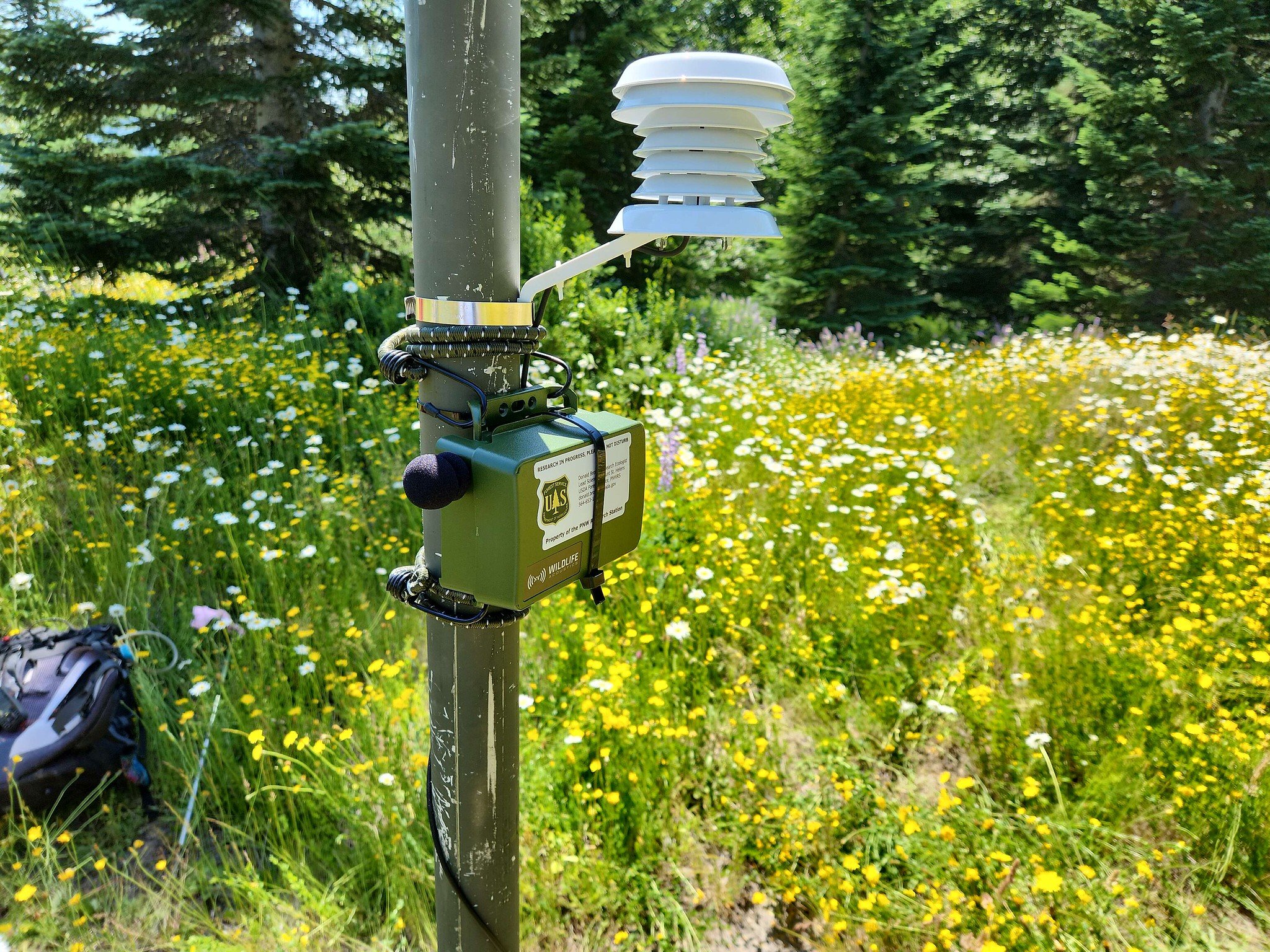 A USFS research monitoring site in the Hummocks.