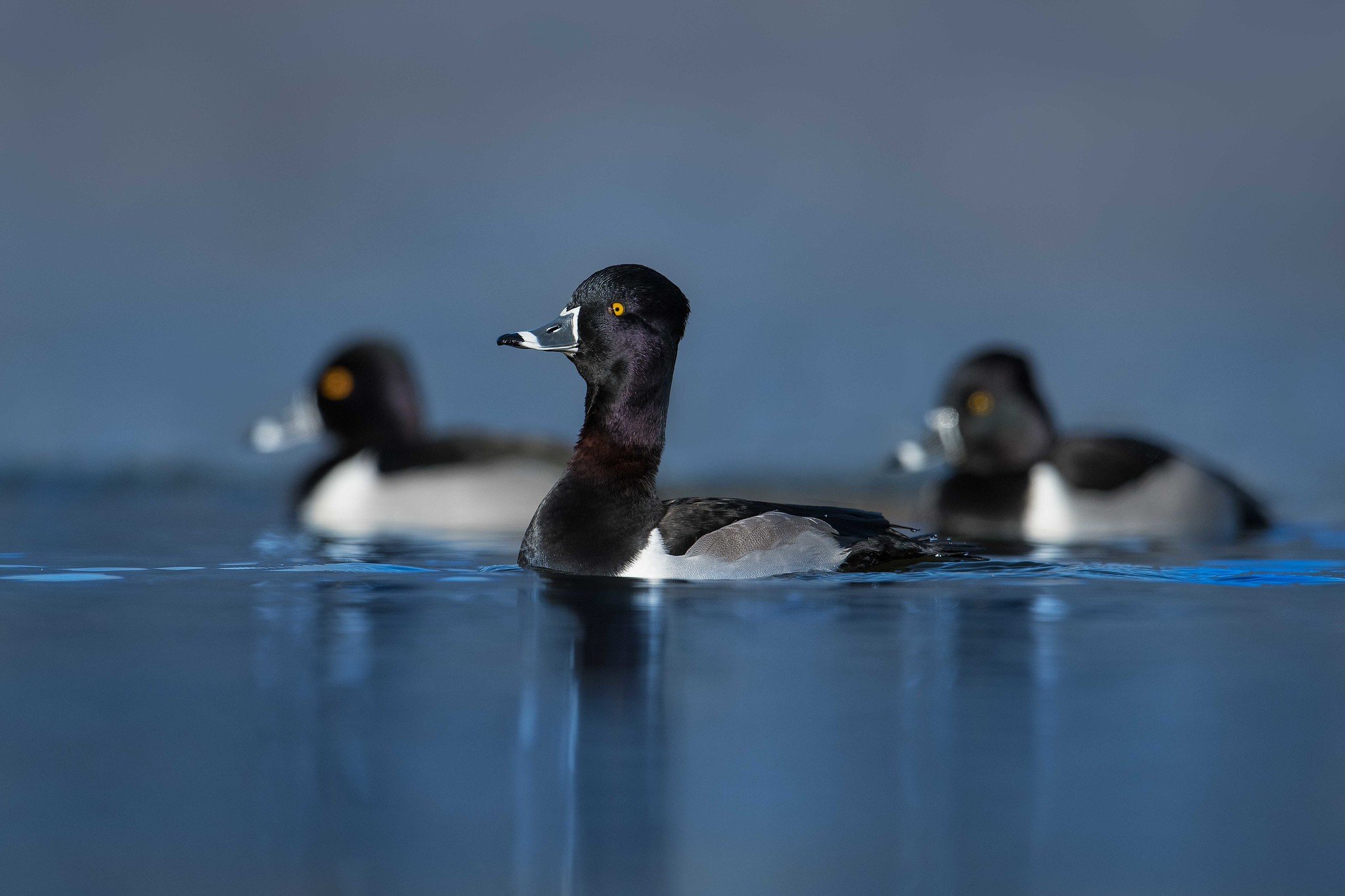 Ringneck ducks in water.