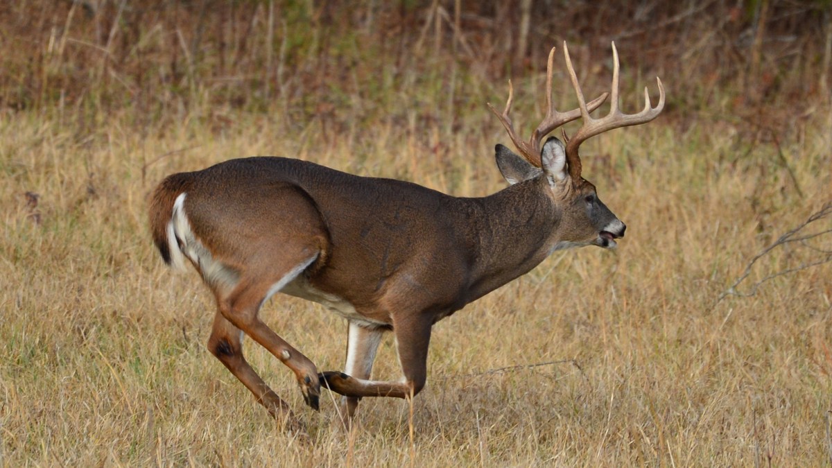 The Lost Art of Shooting Running Game