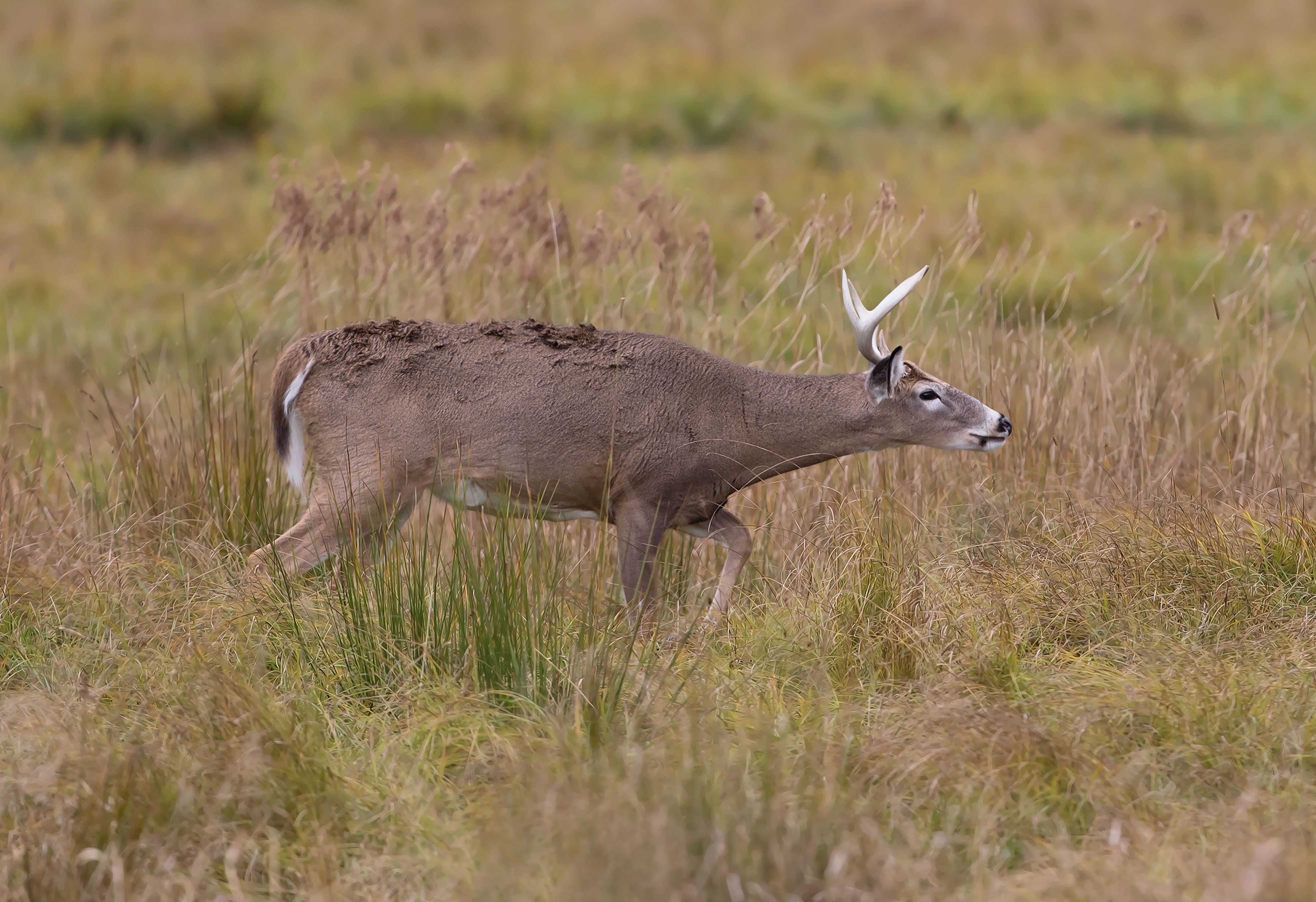 A whitetail buck tracks scent across a field.