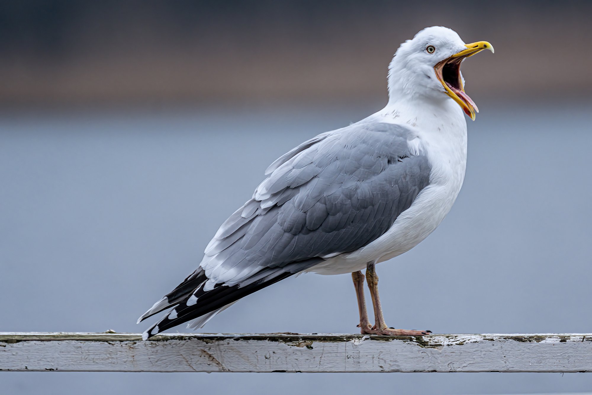 A seagull on a pier