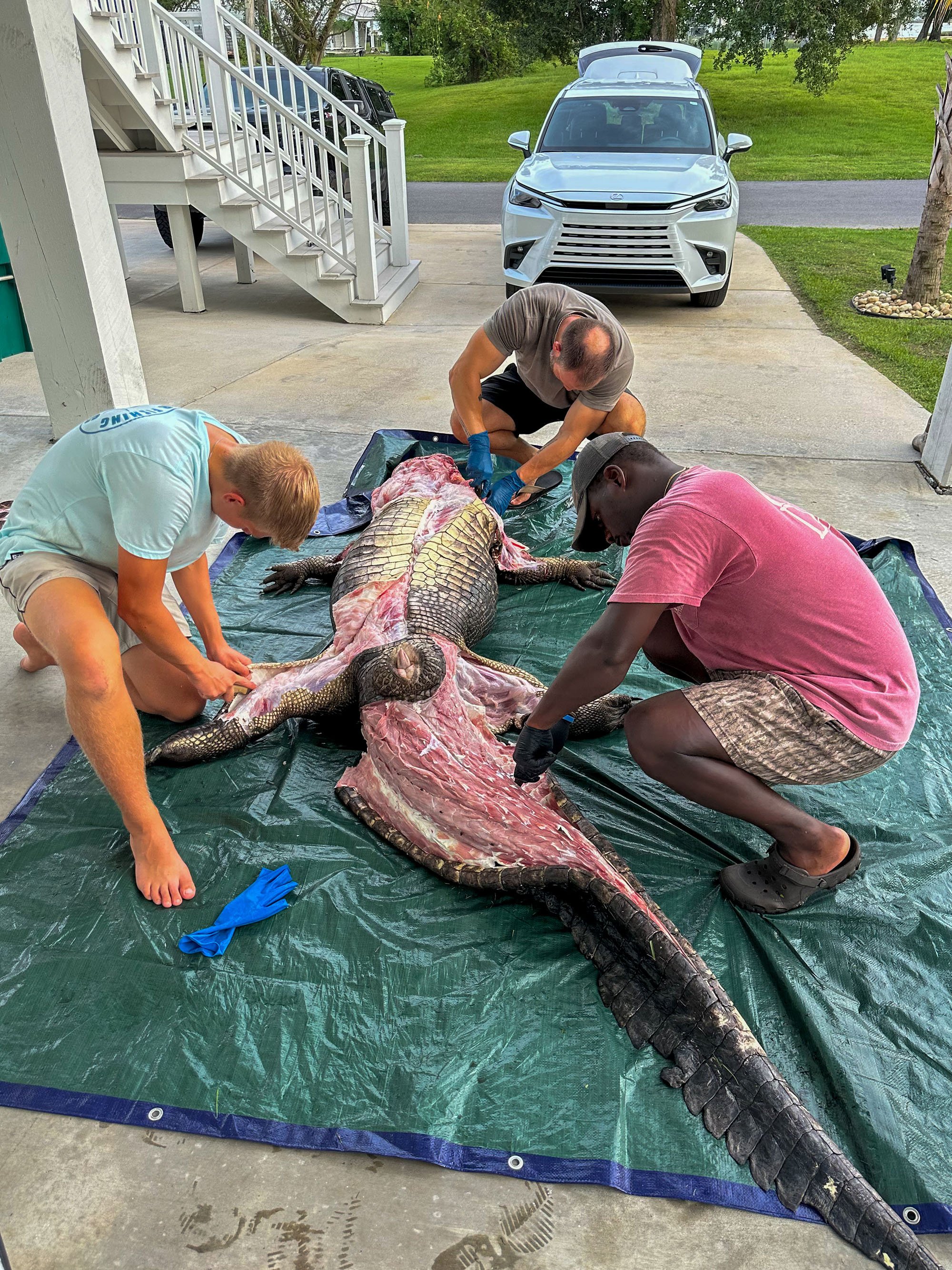 Skinning a gator
