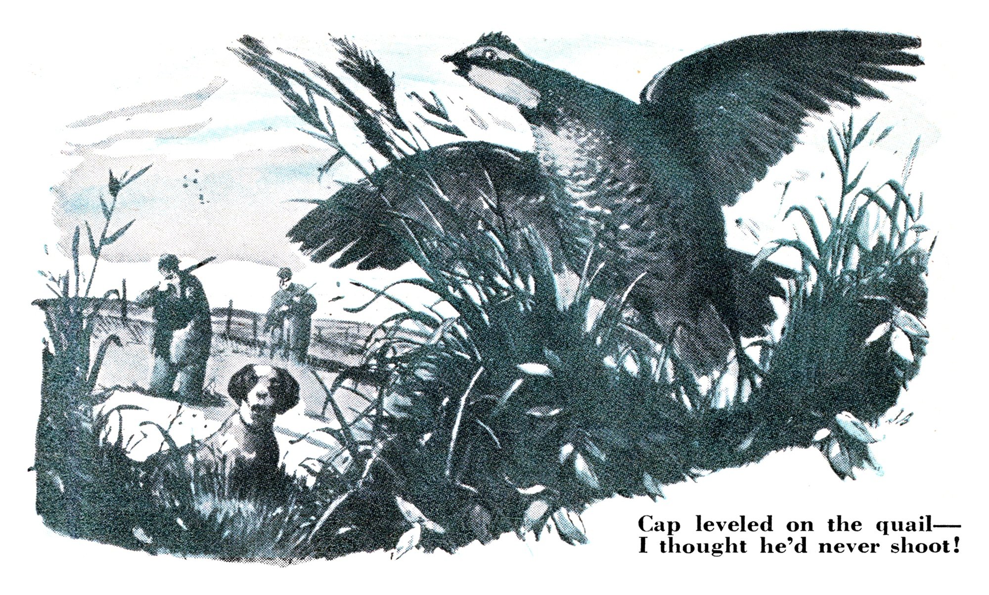 Vintage illustration of a bobwhite quail flushing from tall grass in the foreground as two hunters and a pointer look on from a fence line.