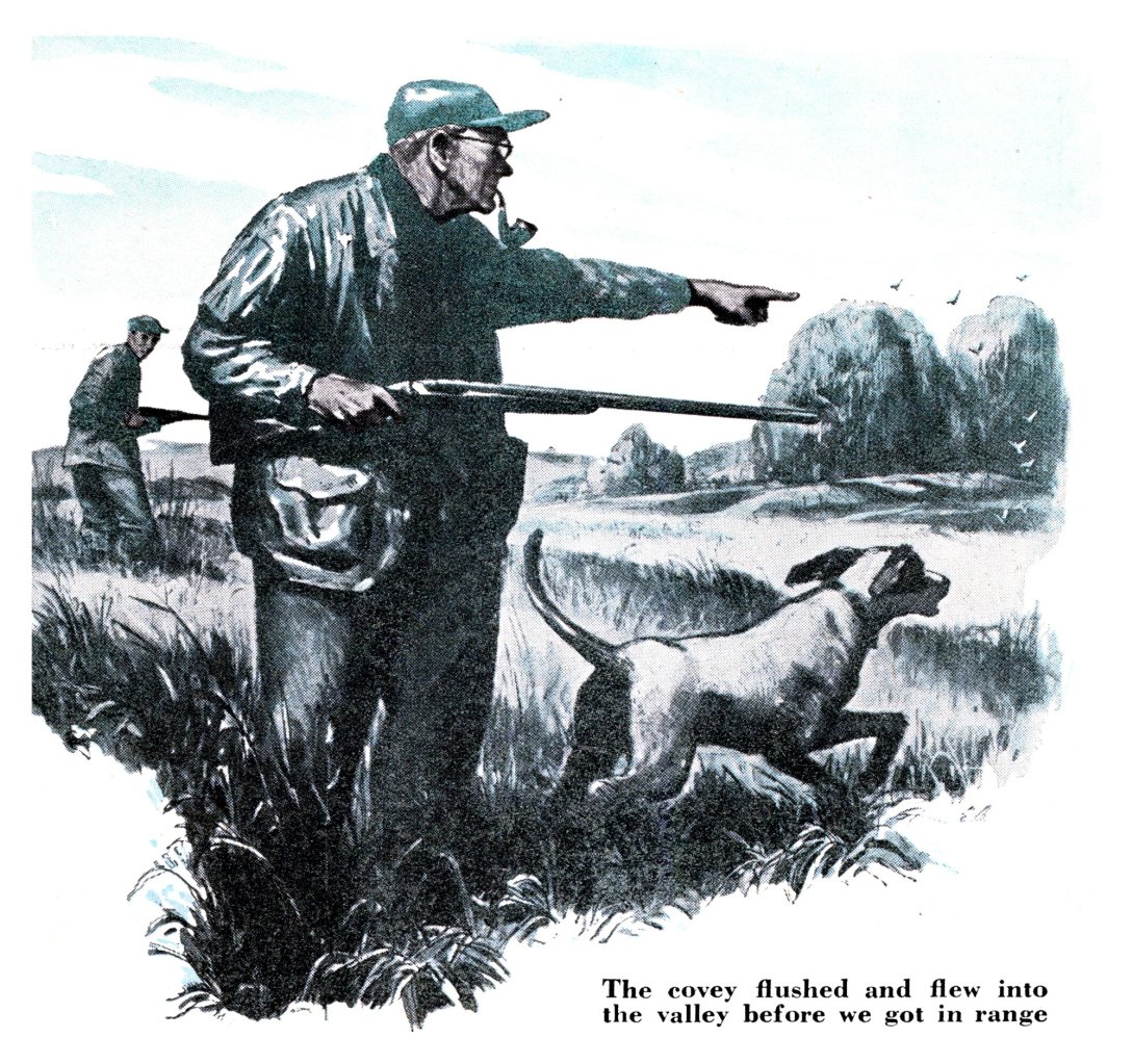 Vintage illustration of an elderly quail hunter with a pipe and double-barrel shotgun pointing across a field as his pointer runs ahead and a second hunter follows.