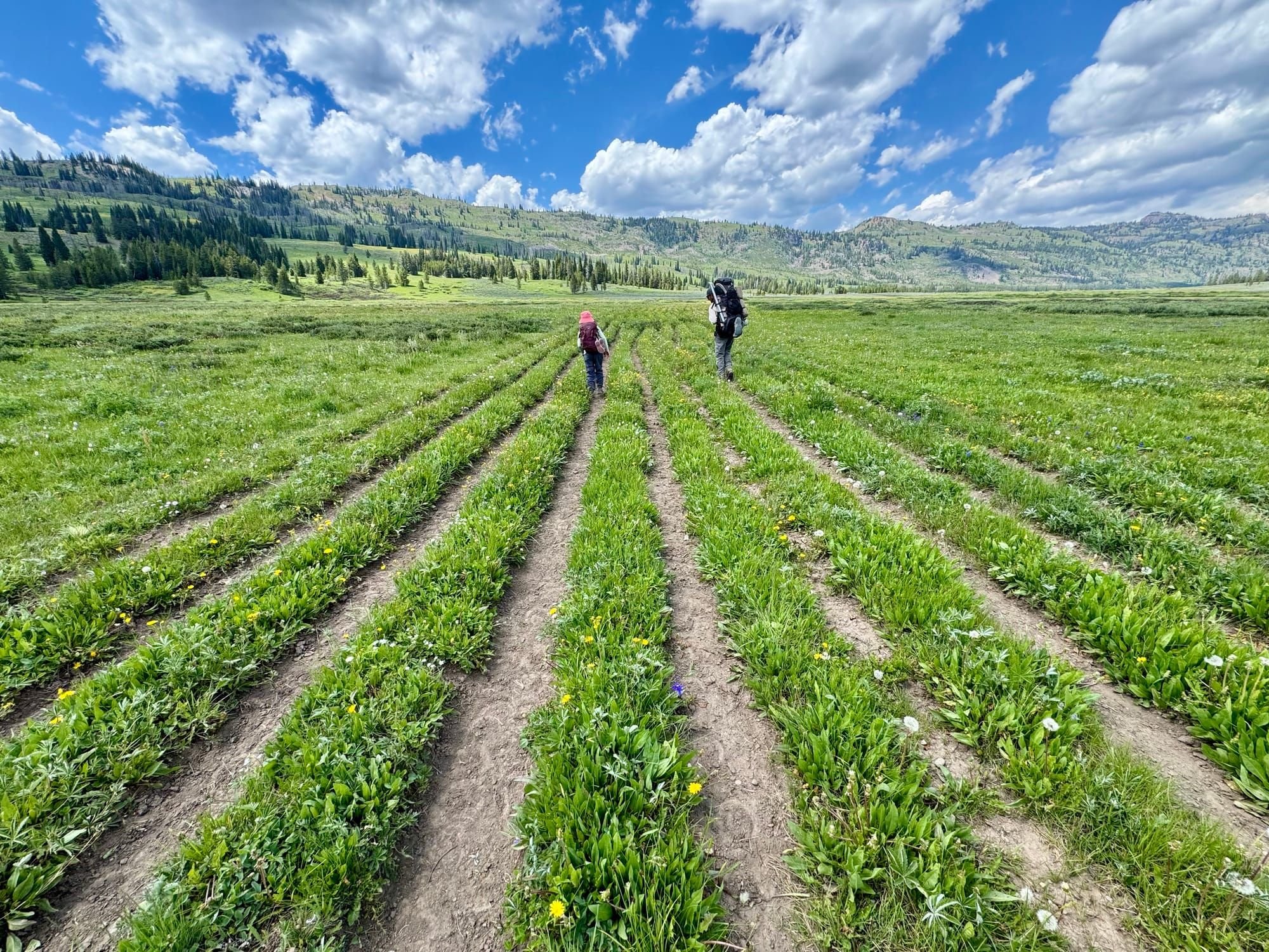 Trails through the thorofare.