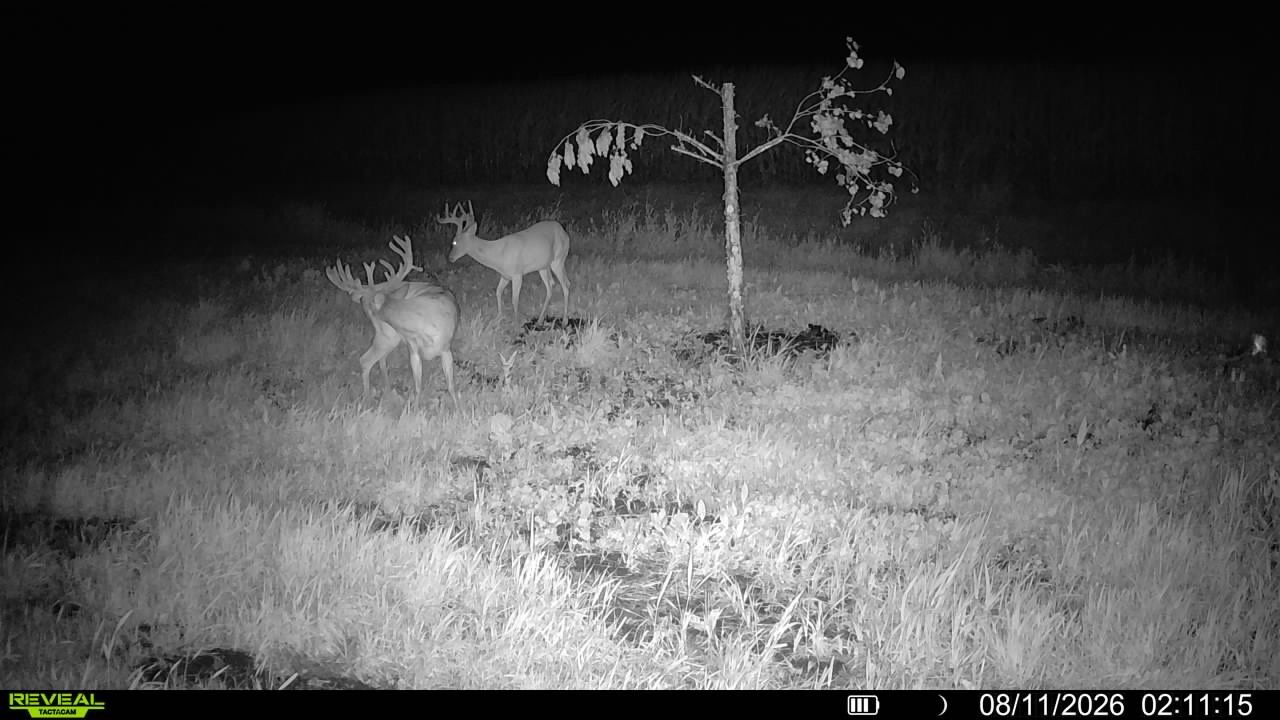 A trail cam photo of the buck.
