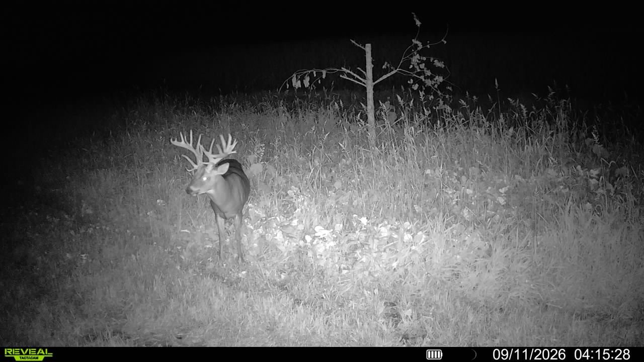 A trail cam photo of a big Ohio buck.