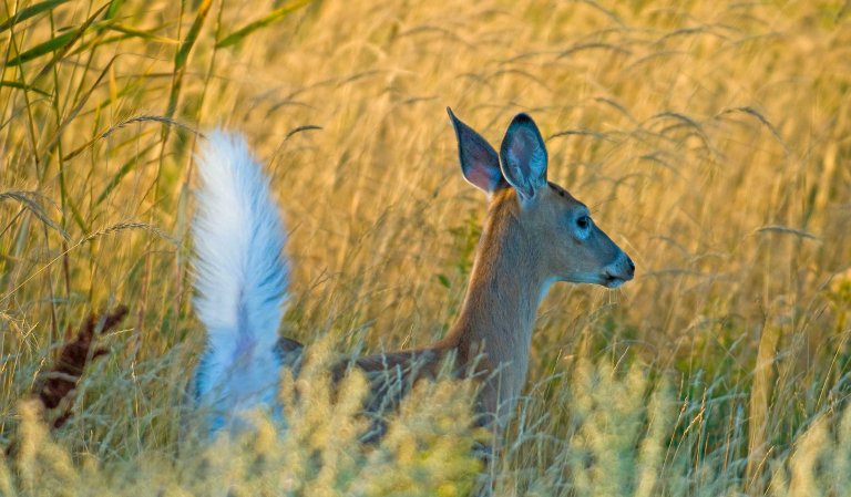 whitetail deer tail