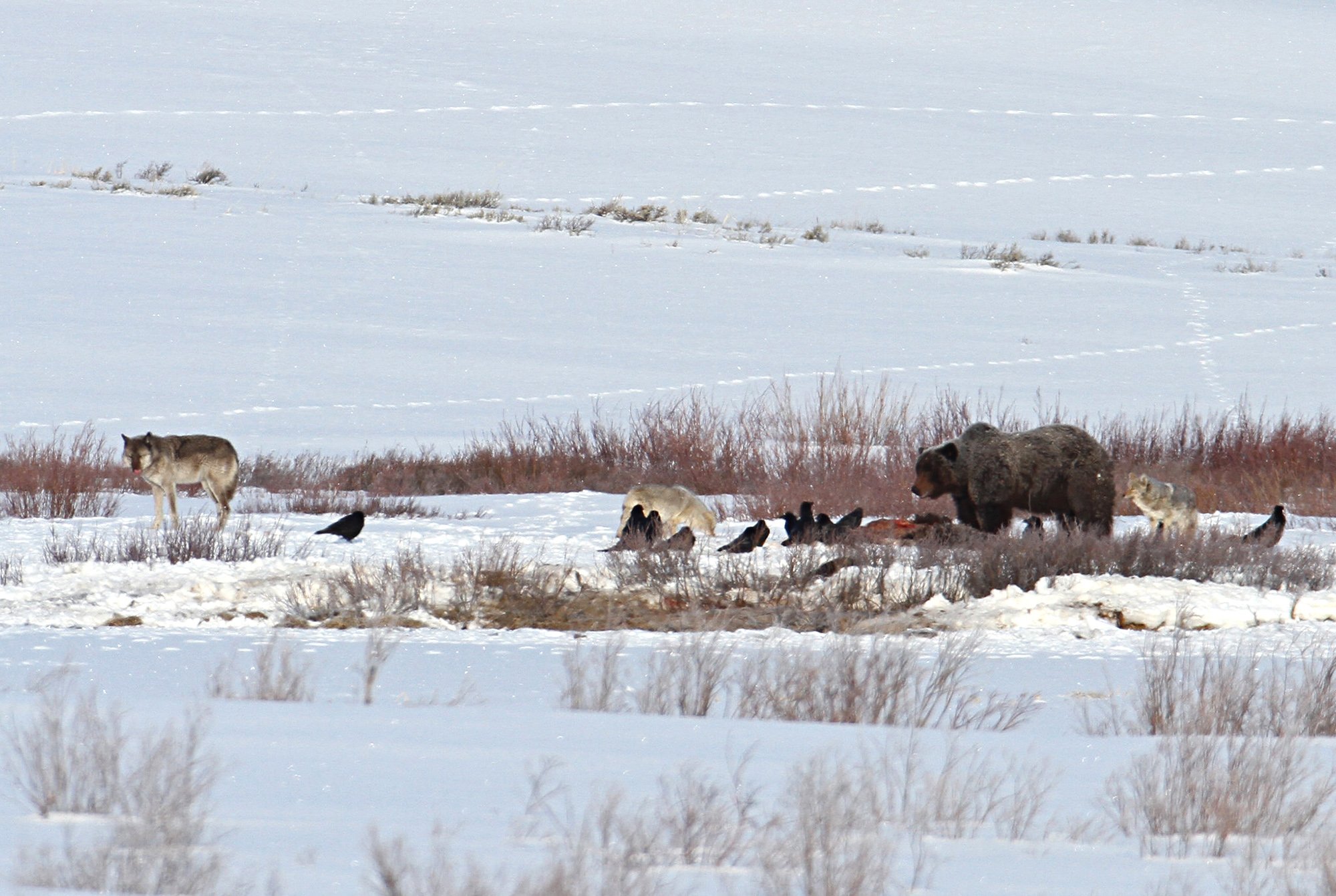 A grizzly bear, wolf, and coyote feed on a carcass.