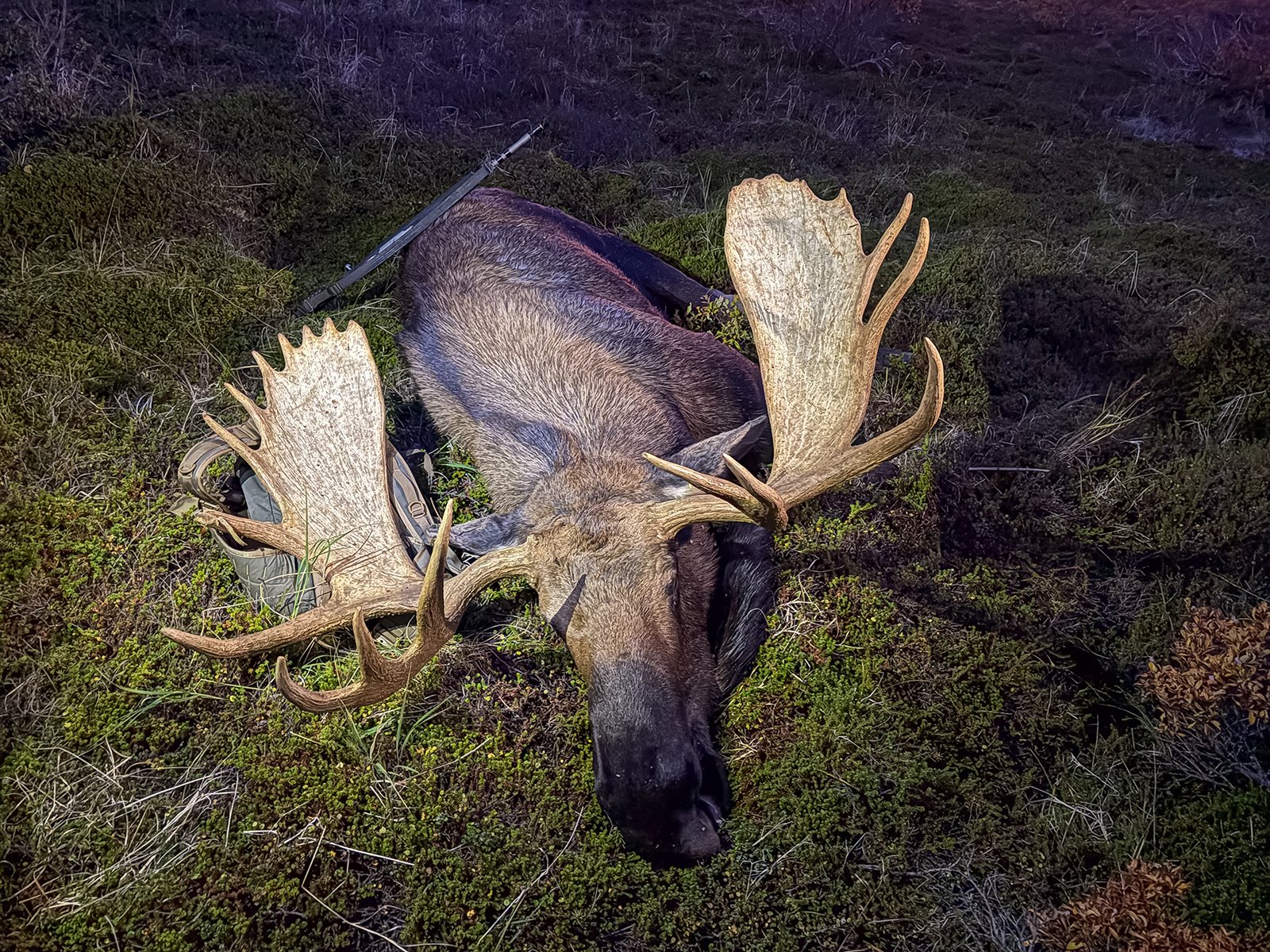 moose hunt