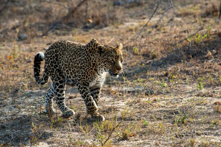 Leopard (panthera pardus) in the bush. Picture taken in the wilderness at Sabi Sands Reserve. South Africa. Africa. (Photo by: Paolo Picciotto/REDA/Universal Images Group via Getty Images)