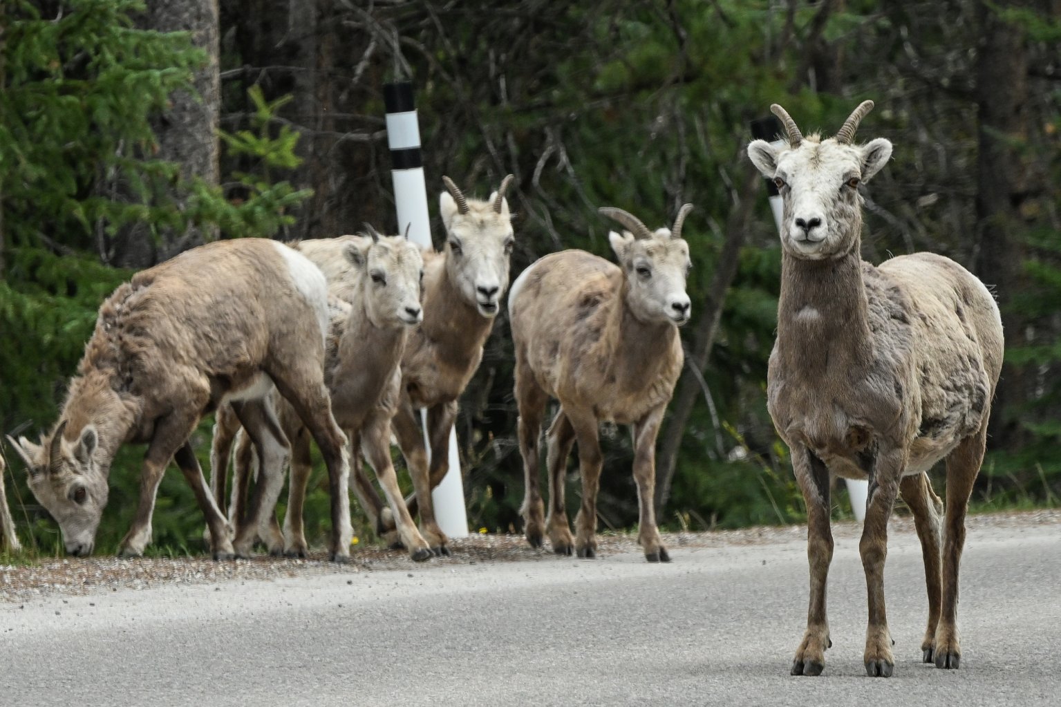 mountain sheep