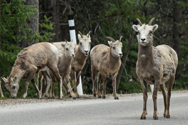 mountain sheep