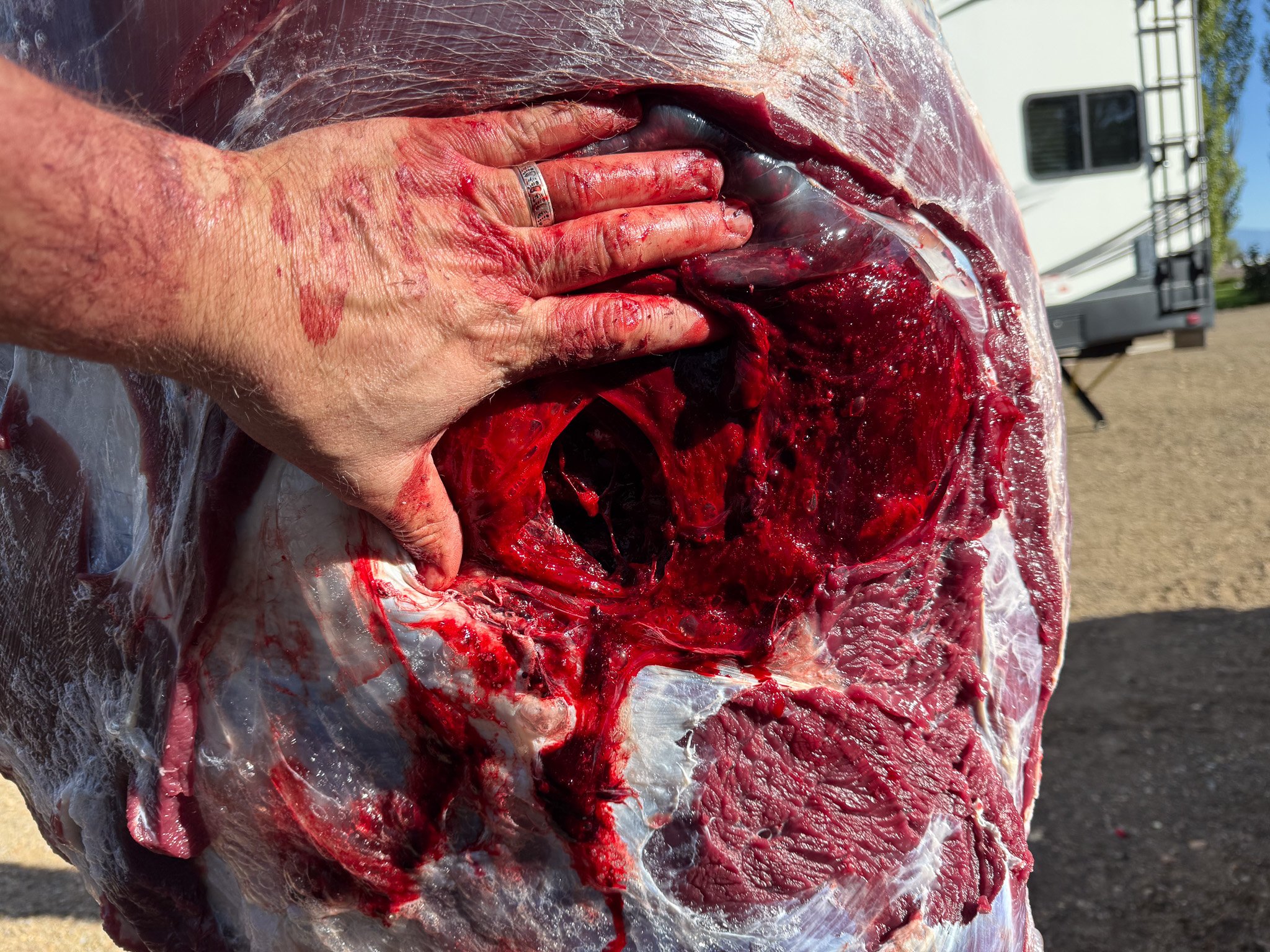 A photo of bullet path through elk.
