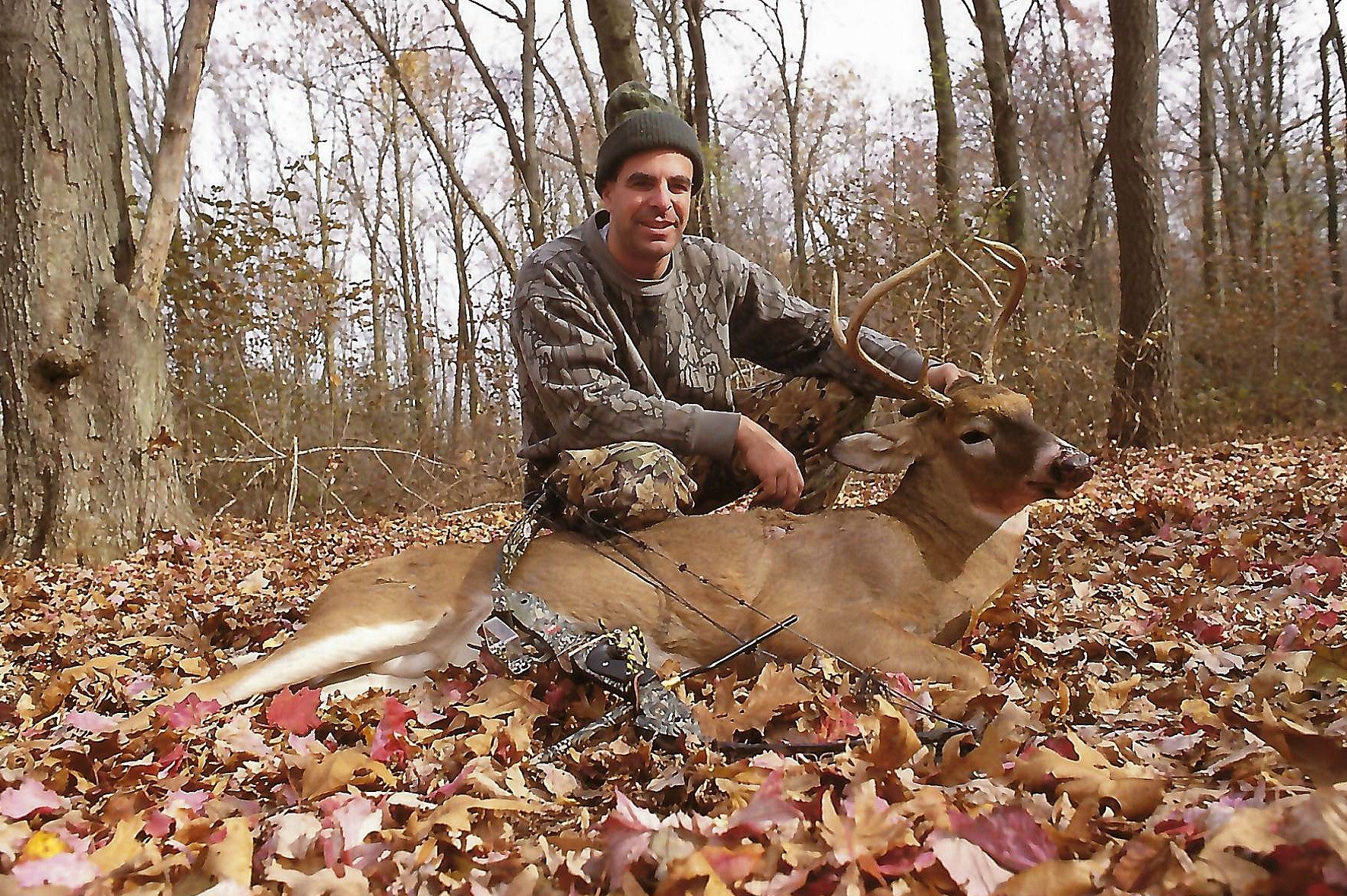 whitetail buck
