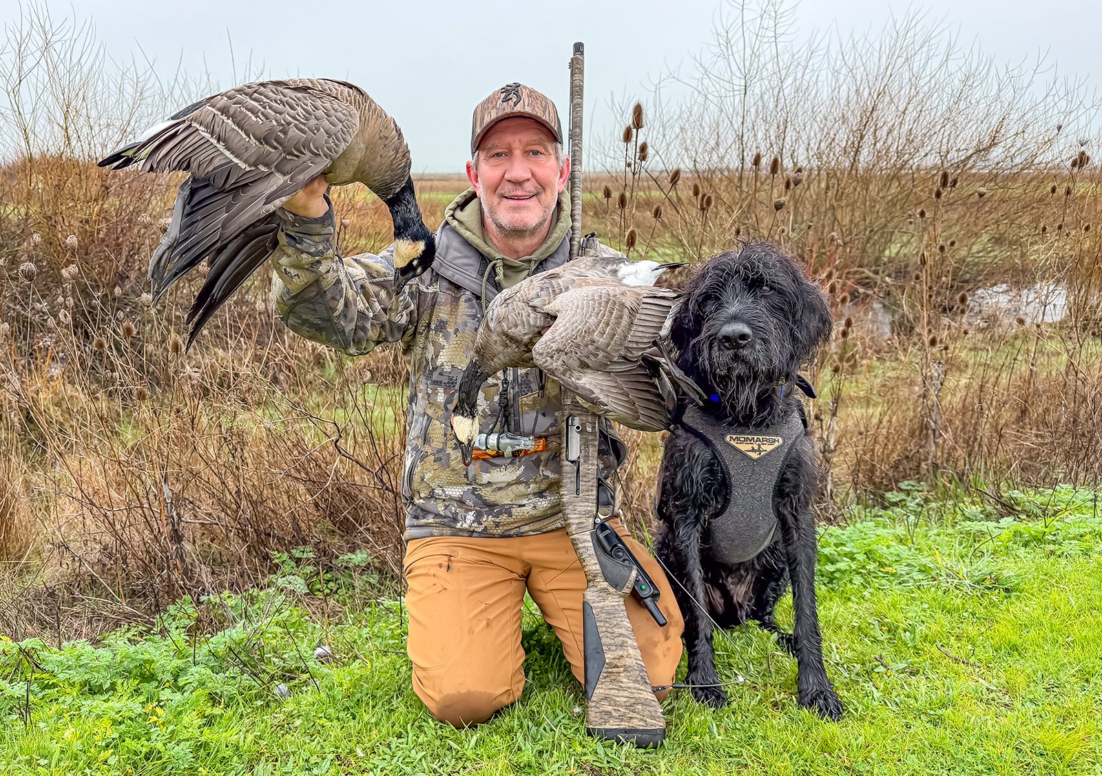 hunting dog