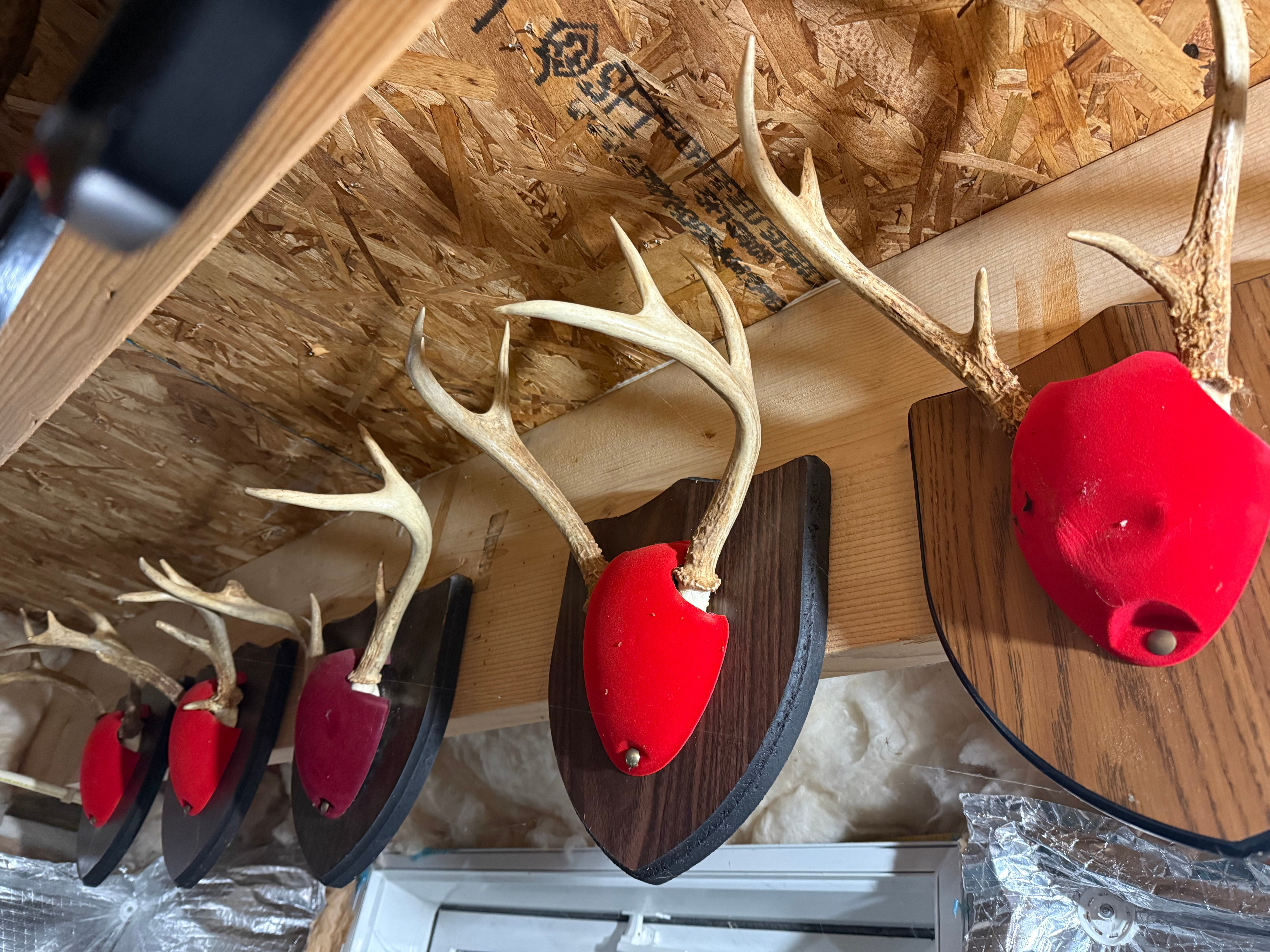 whitetail buck antlers