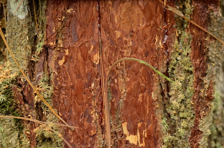 Detailed close-up of textured pine tree bark with exposed reddish-brown inner layers and green moss patches.