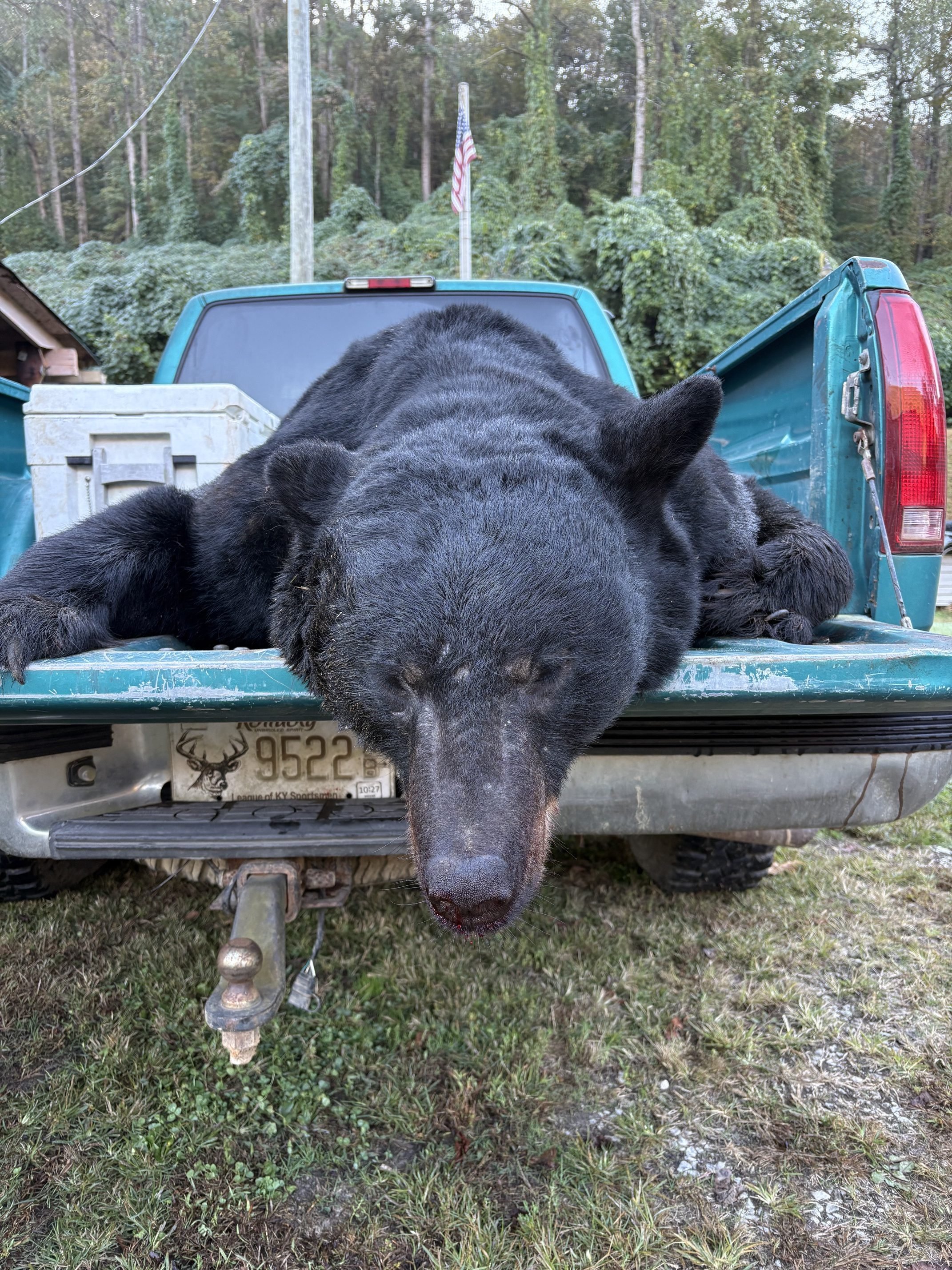 black bear