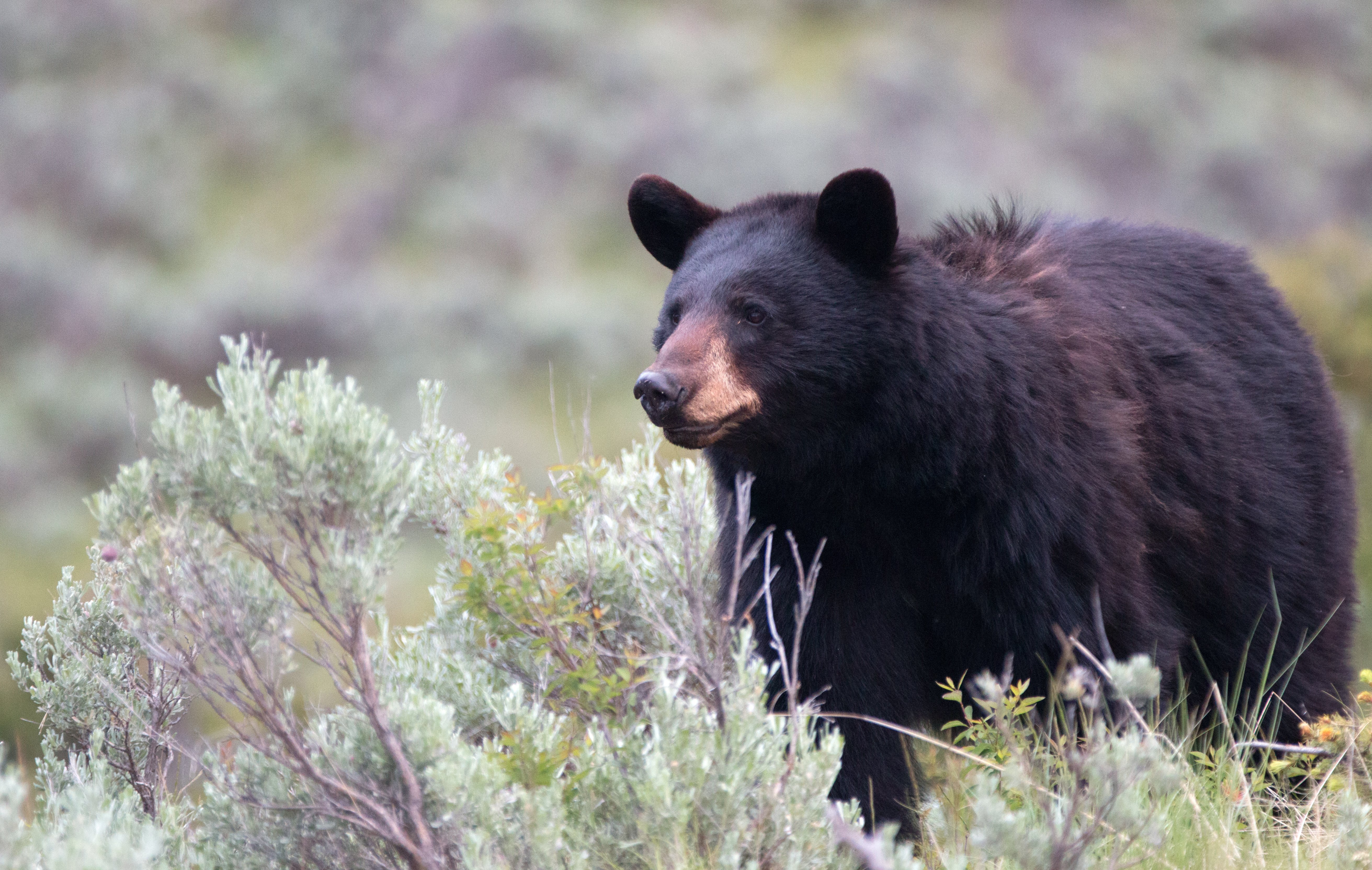 A black bear in sage