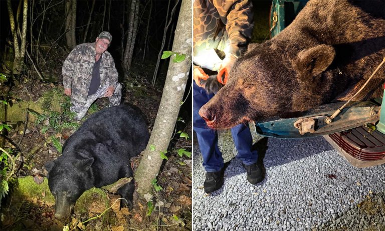 black bear