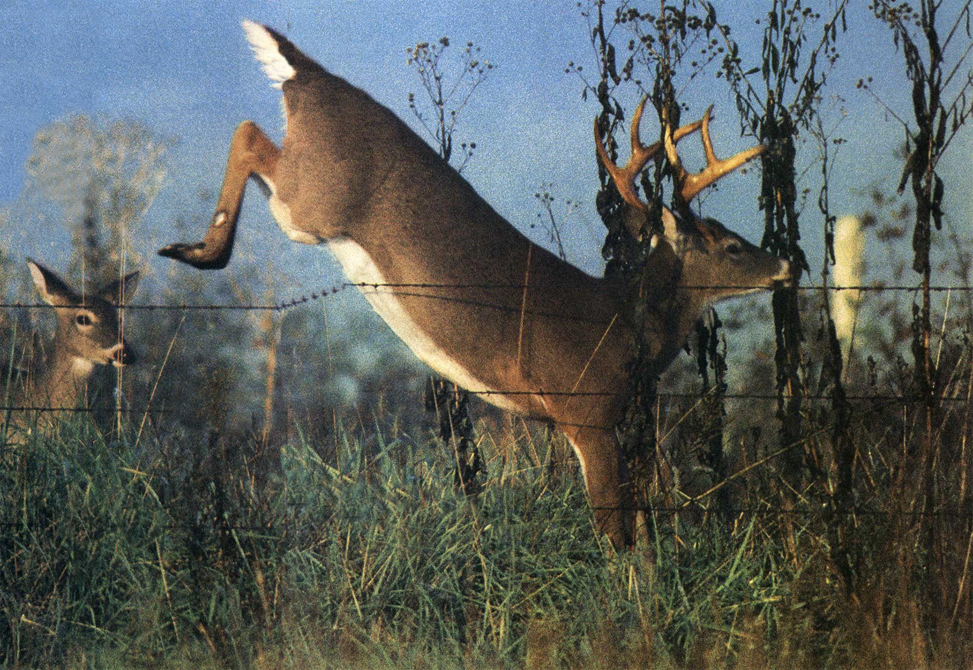 deer hunting drive