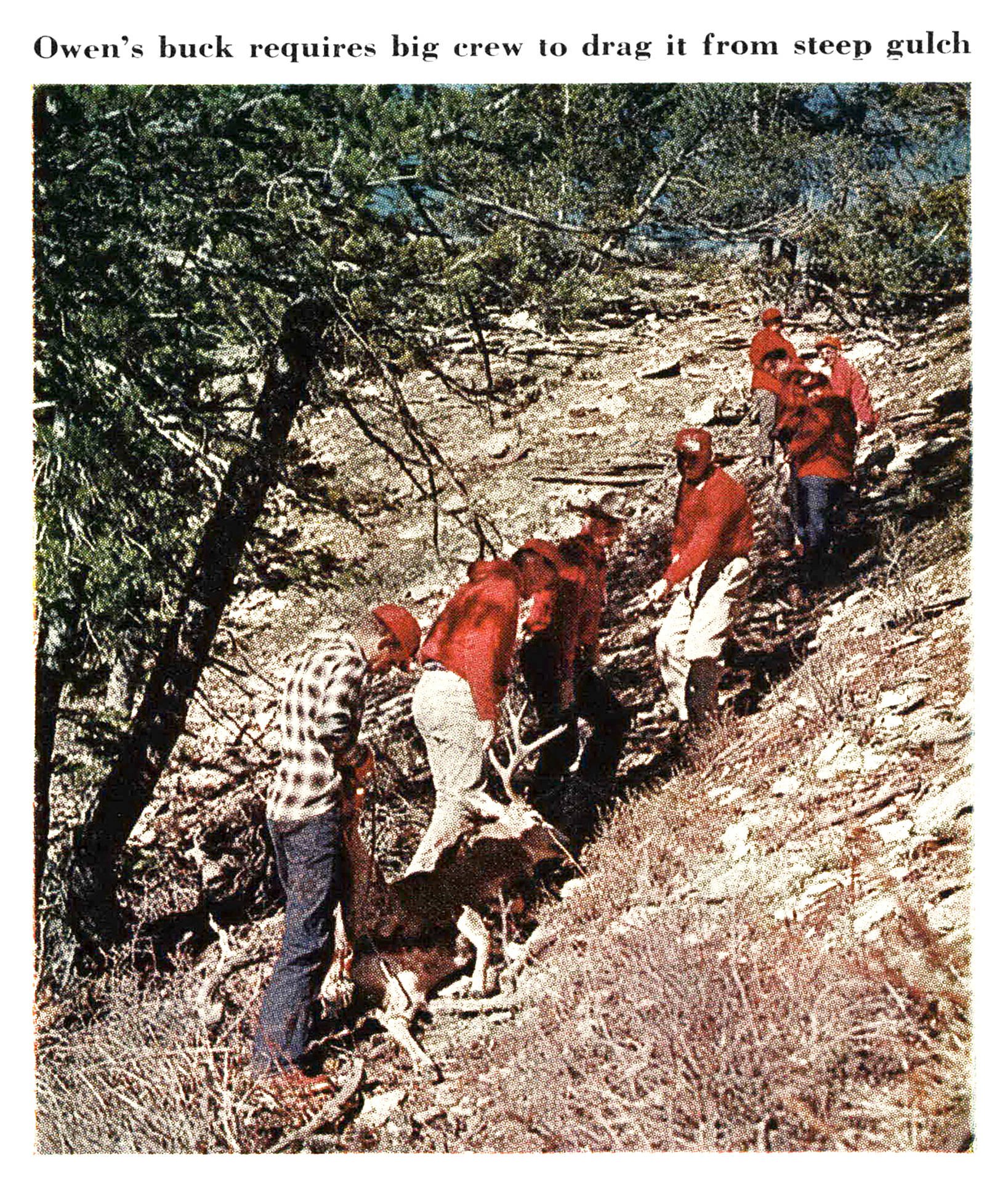 A line of hunters in red and plaid shirts hauls a large mule deer buck up a steep, rocky, timbered slope.