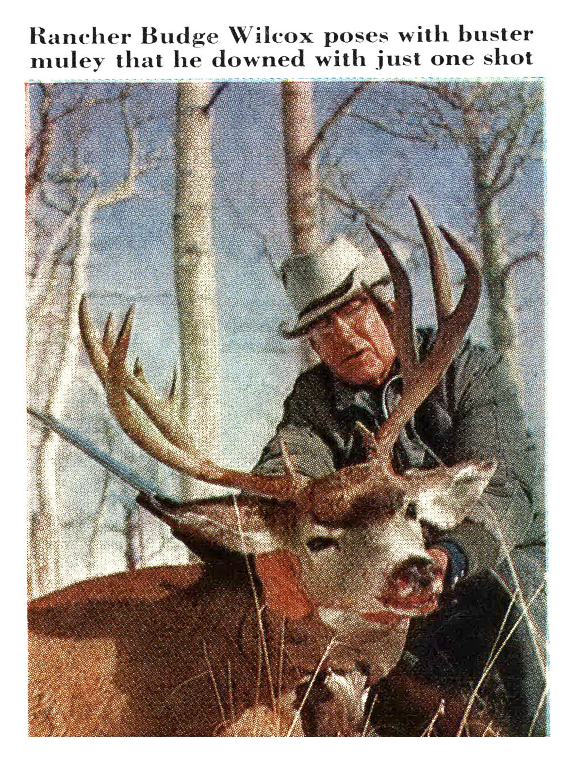 An older rancher in a cowboy hat kneels behind a big-antlered mule deer buck among aspen trees.