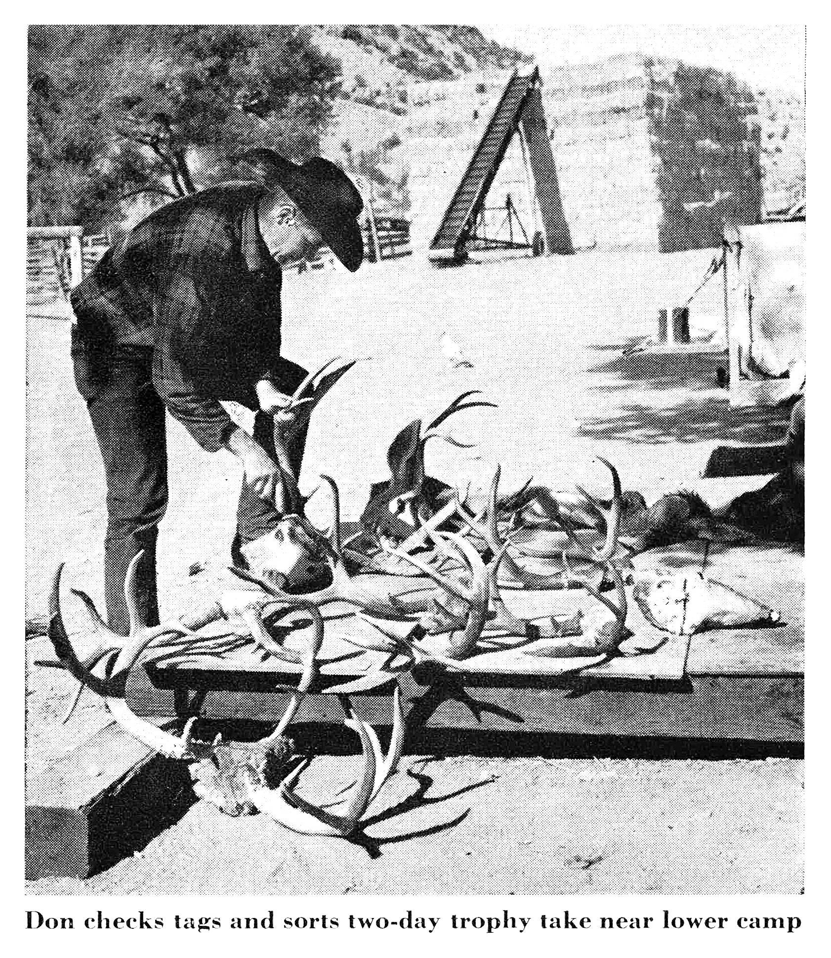 Black-and-white photo of a rancher in a cowboy hat sorting a pile of mule deer antlers and capes on a wooden platform at a ranch.